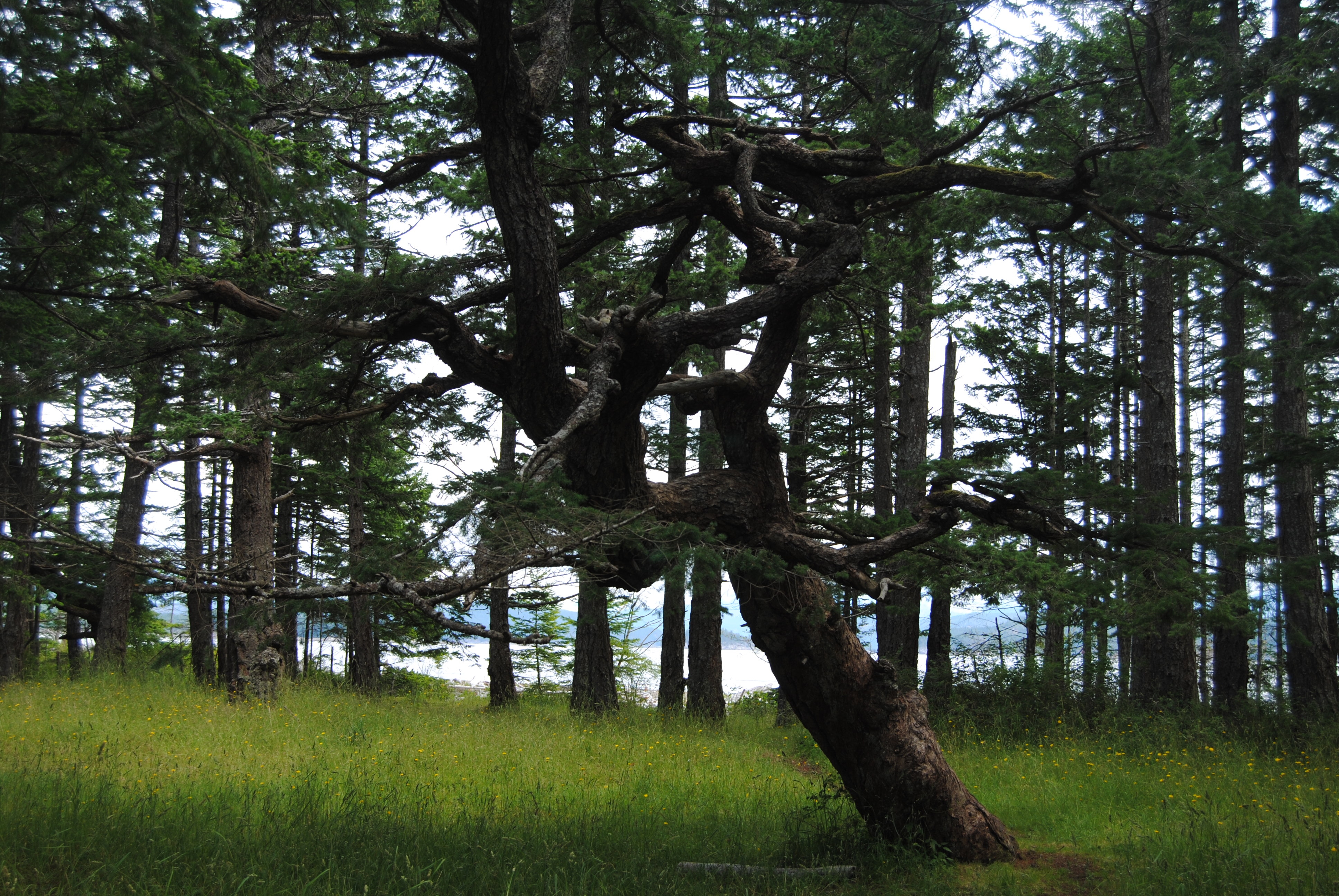 Скачати мобільні шпалери Дерева, Ліс, Природа безкоштовно.