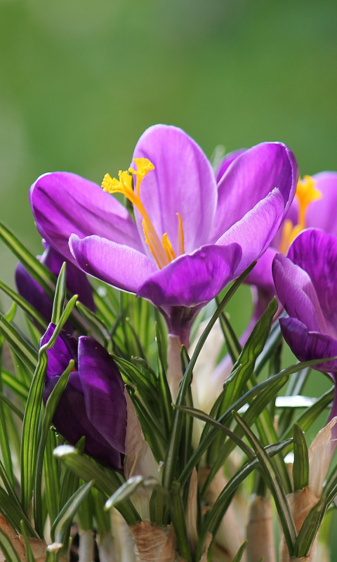 Скачати мобільні шпалери Квітка, Земля, Весна, Крокус, Фіолетова Квітка, Флауерзи безкоштовно.