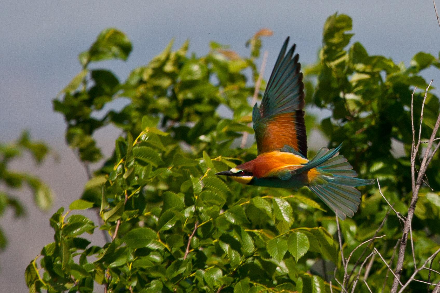 Download mobile wallpaper Bird, Animal, Bee Eater for free.