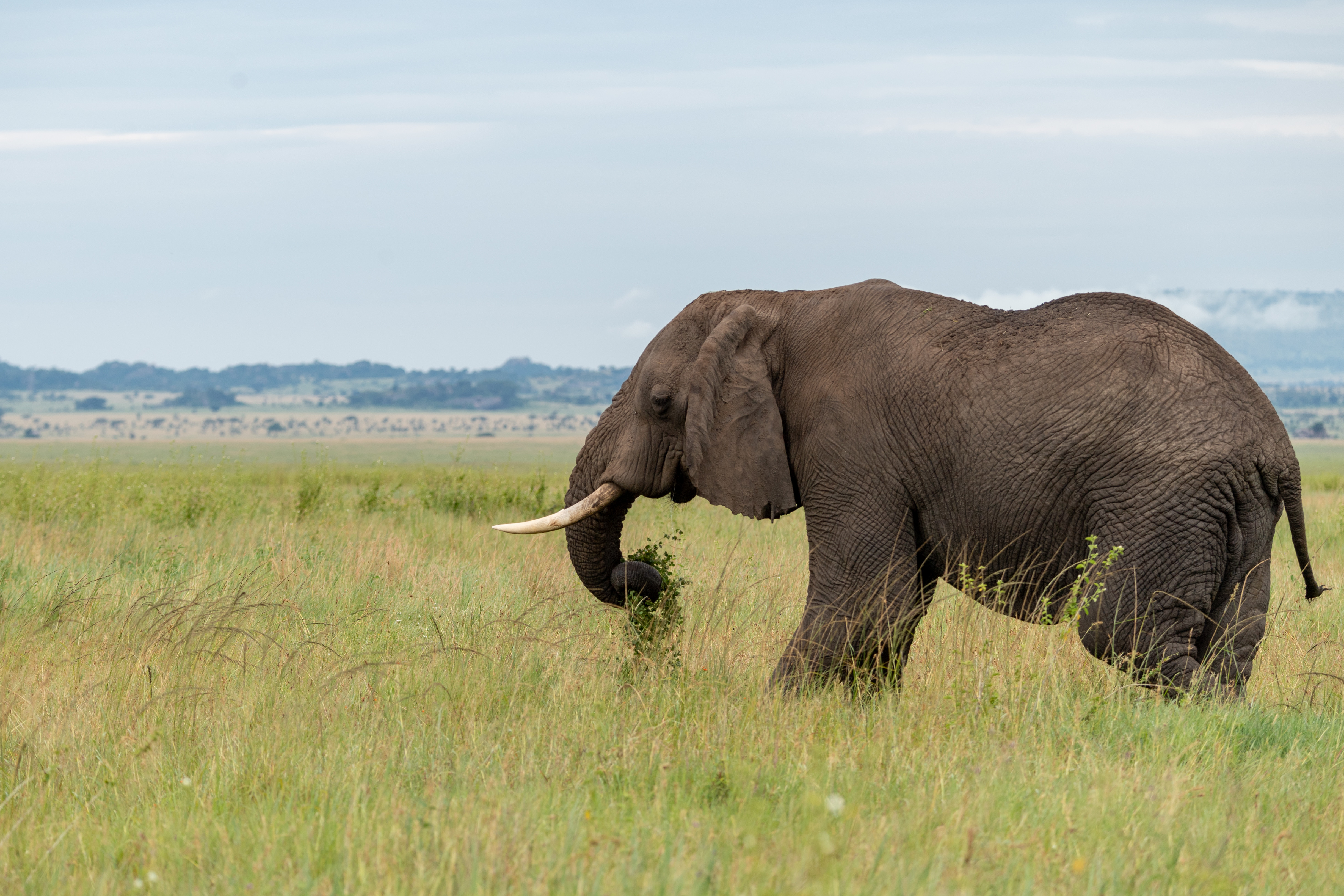 animals, savanna, animal, elephant, tusks HD for desktop 1080p