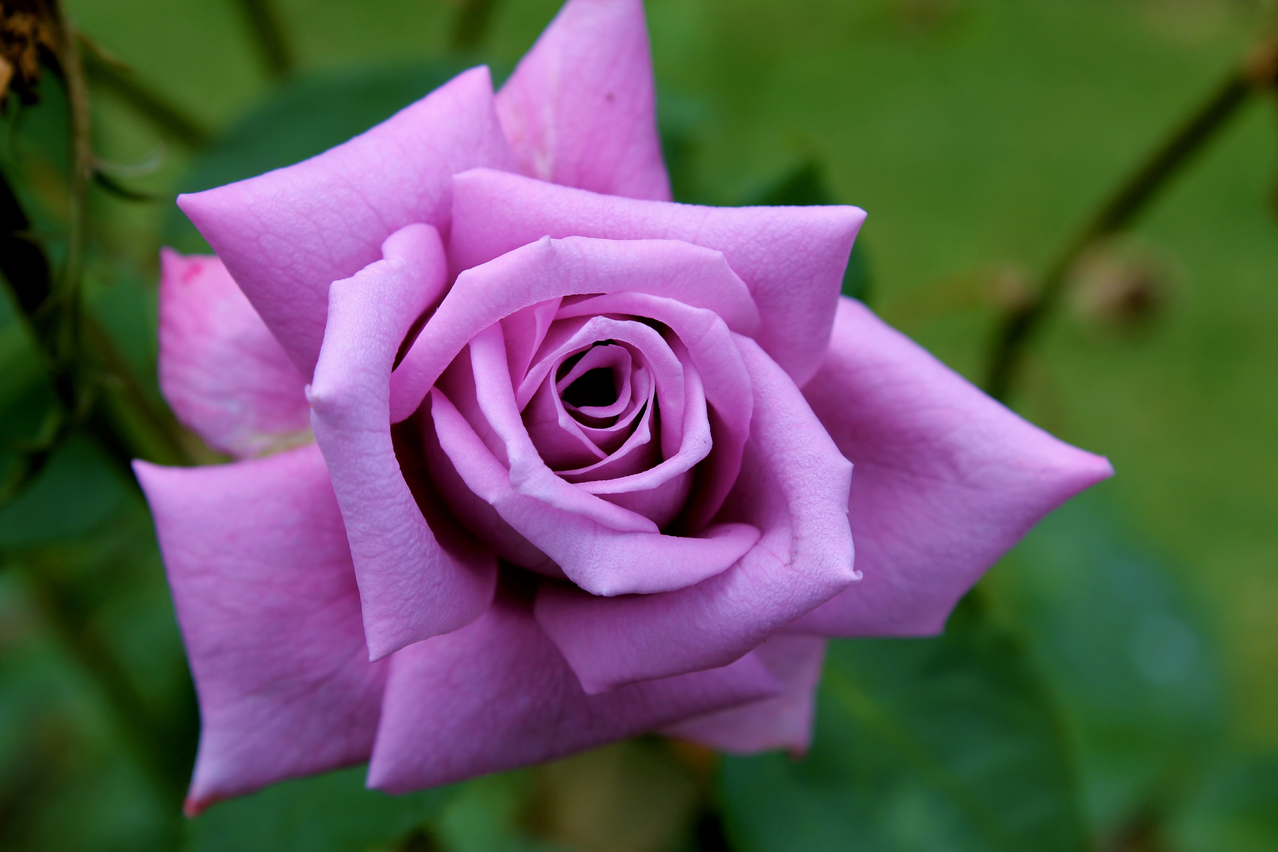Скачать картинку Цветок, Роза, Земля/природа, Розовый Цветок, Фиолетовая Роза, Флауэрсы в телефон бесплатно.