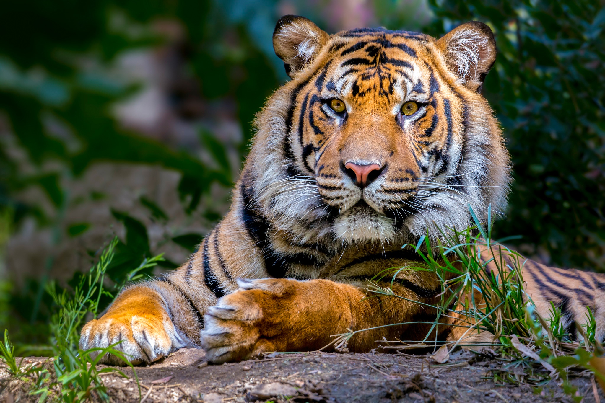 Téléchargez gratuitement l'image Animaux, Chats, Tigre sur le bureau de votre PC