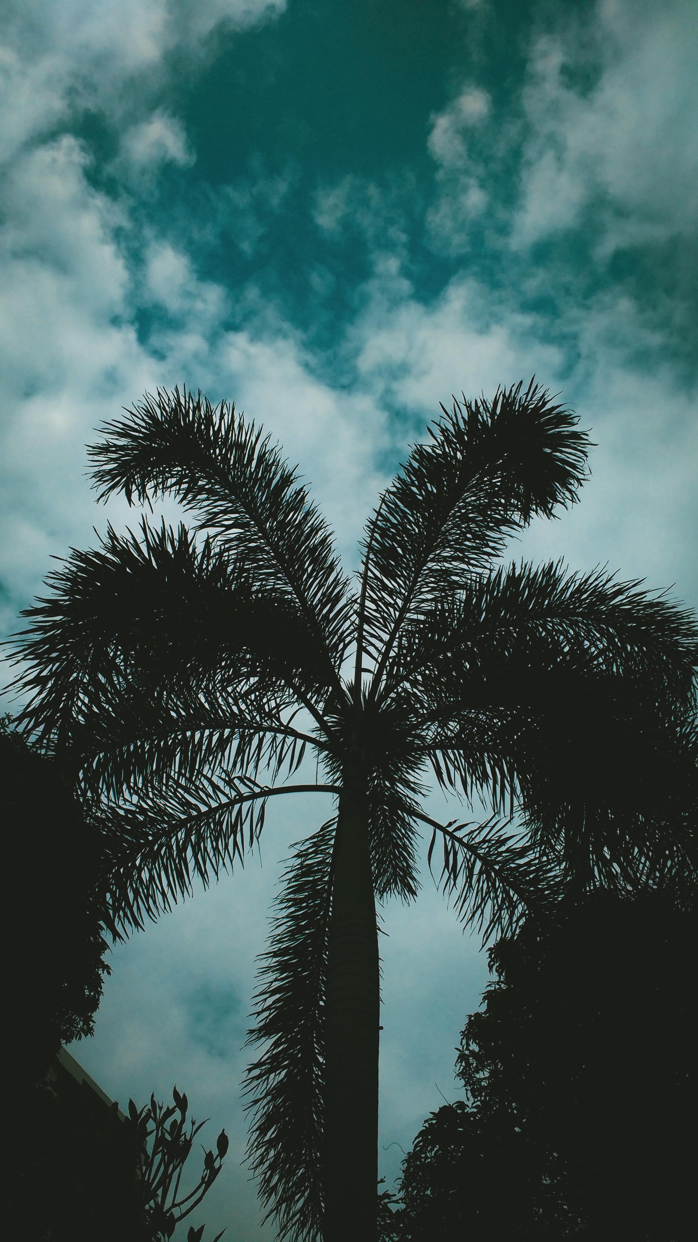 Download mobile wallpaper Branches, Clouds, Palm, Sky, Dusk, Twilight, Nature for free.