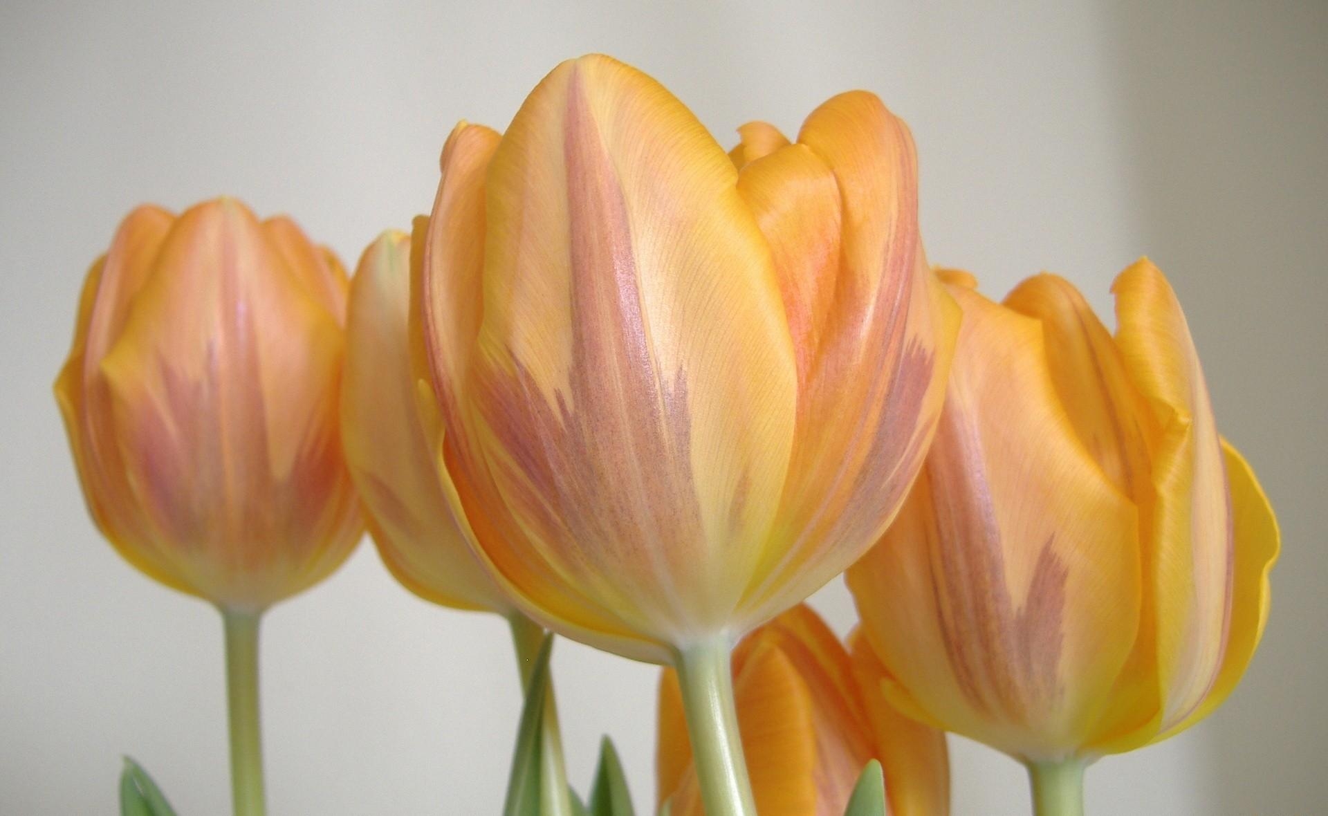 Téléchargez des papiers peints mobile Fleurs, Rayé, Bourgeons, Fermer, Gros Plan, Tulipes gratuitement.