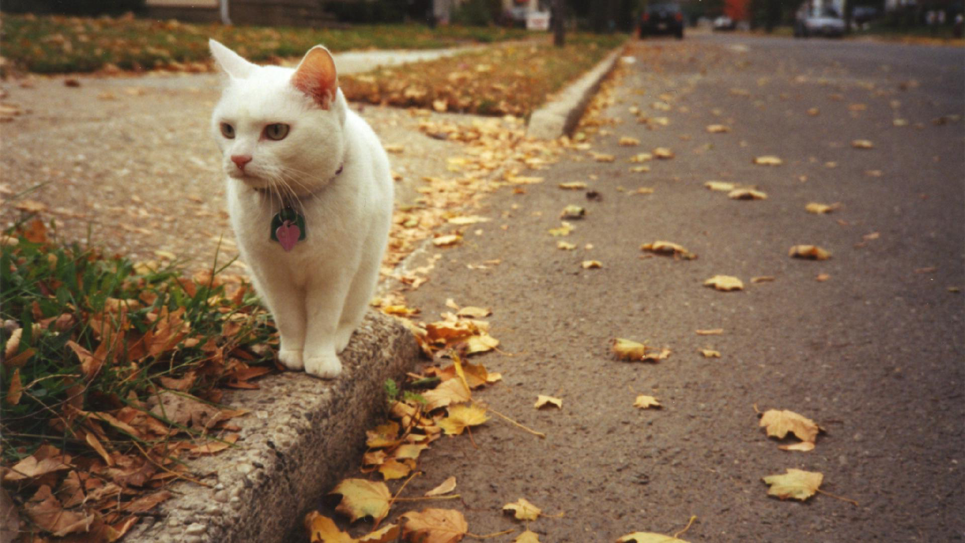 Baixar papel de parede para celular de Animais, Gatos, Gato gratuito.