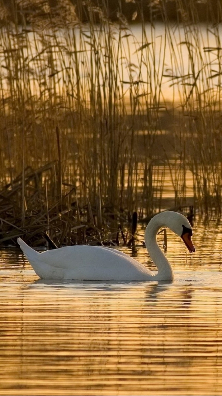 Download mobile wallpaper Birds, Animal, Mute Swan for free.
