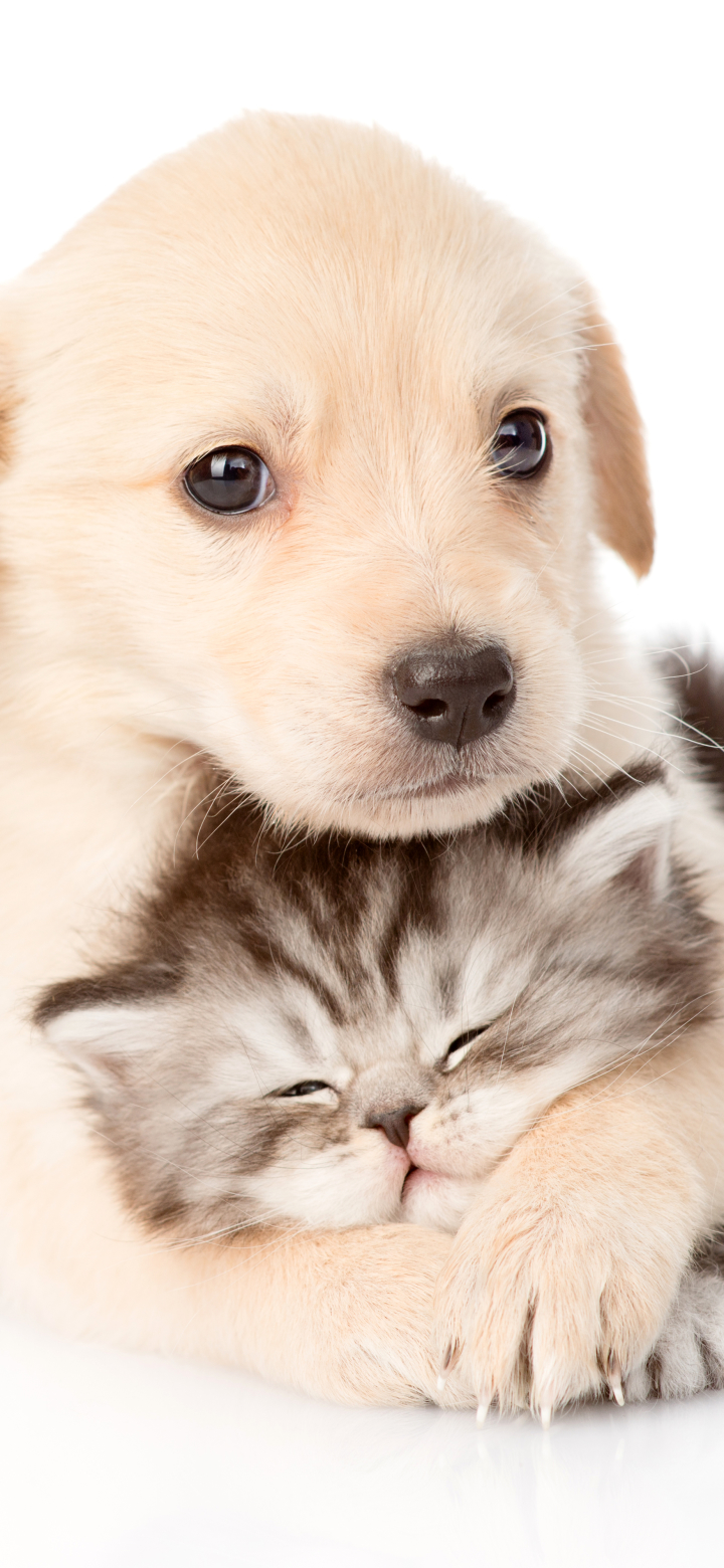 無料モバイル壁紙動物, ネコ, 子猫, 犬, 子犬, 赤ちゃん動物, キャット＆ドッグをダウンロードします。