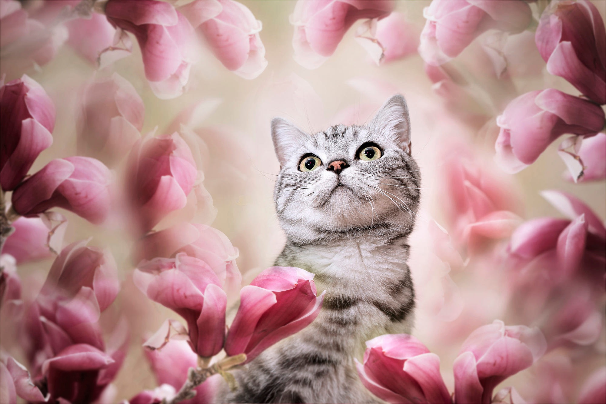 508375 descargar imagen animales, pliegue escocés, gato, gatos: fondos de pantalla y protectores de pantalla gratis