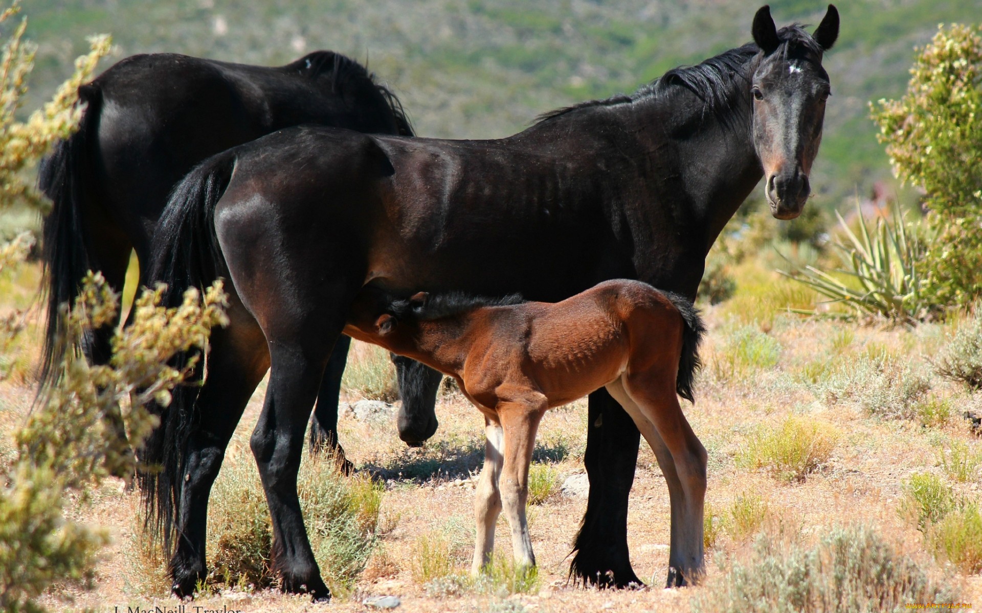 Free download wallpaper Animal, Horse on your PC desktop