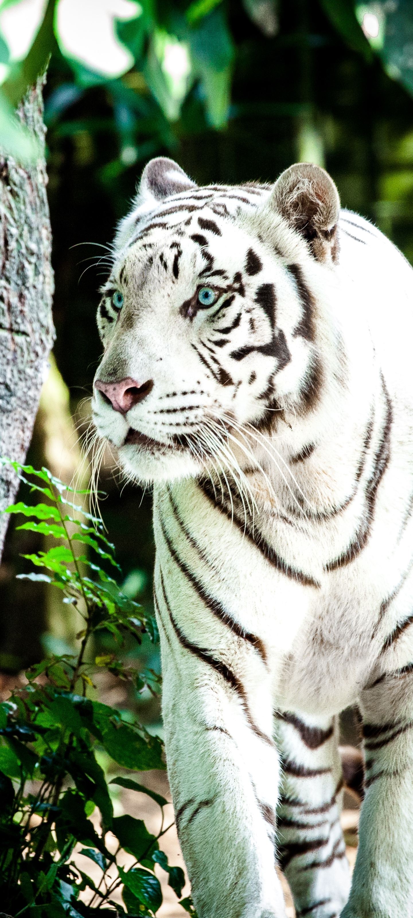 Descarga gratuita de fondo de pantalla para móvil de Animales, Gatos, Tigre, Tigre Blanco.