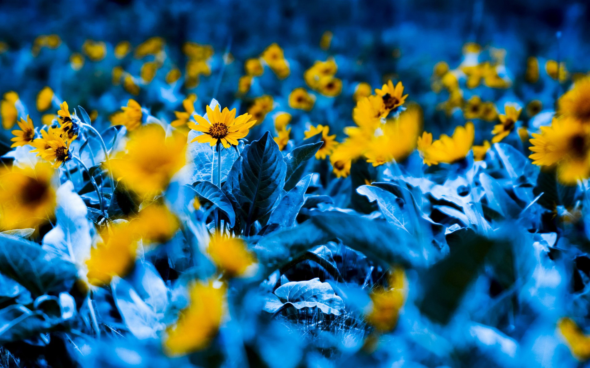 Descarga gratuita de fondo de pantalla para móvil de Flor, Tierra/naturaleza.