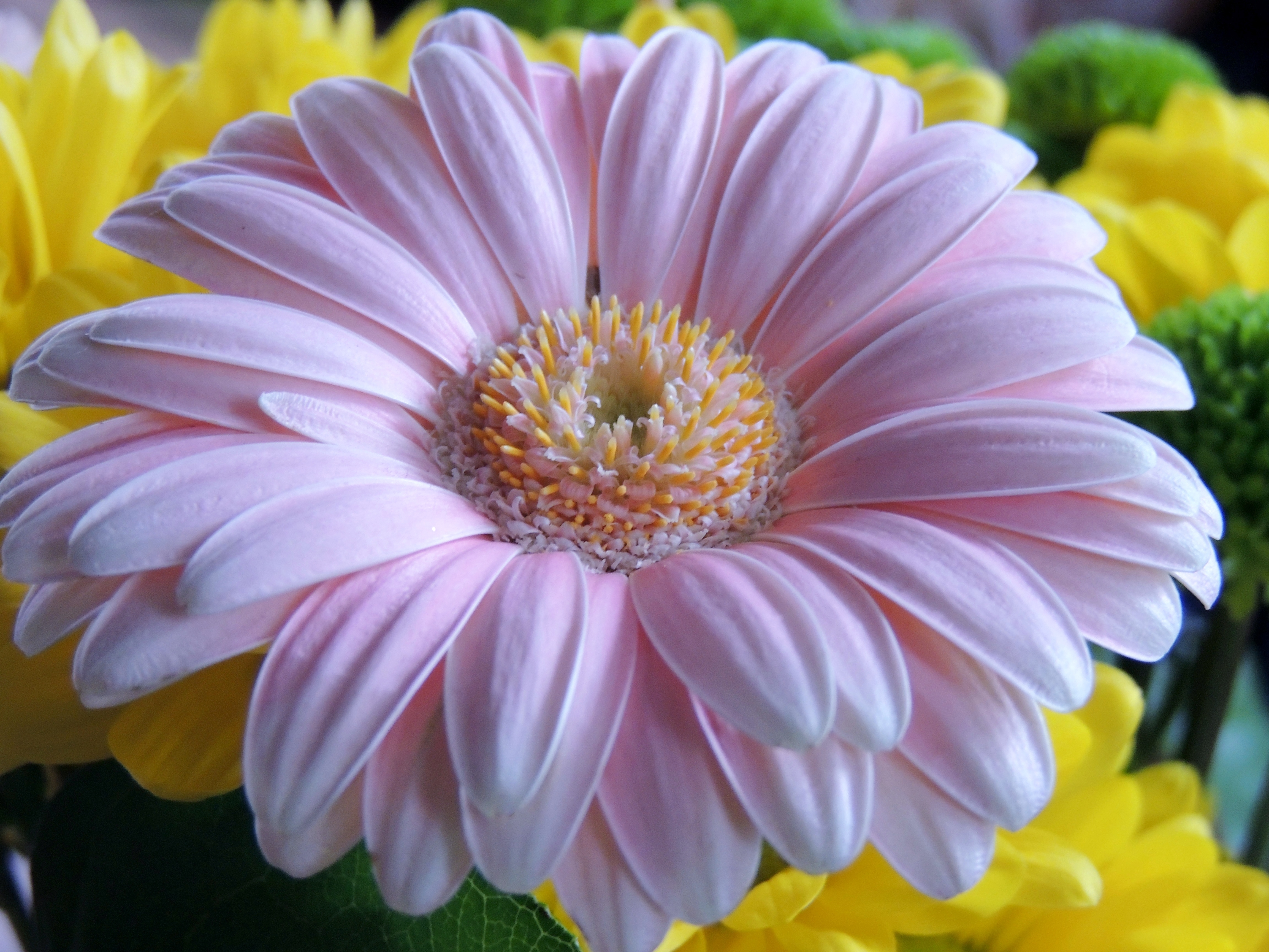 Descarga gratis la imagen Flores, Gerberas, Flor, Flor Rosa, De Cerca, Tierra/naturaleza en el escritorio de tu PC