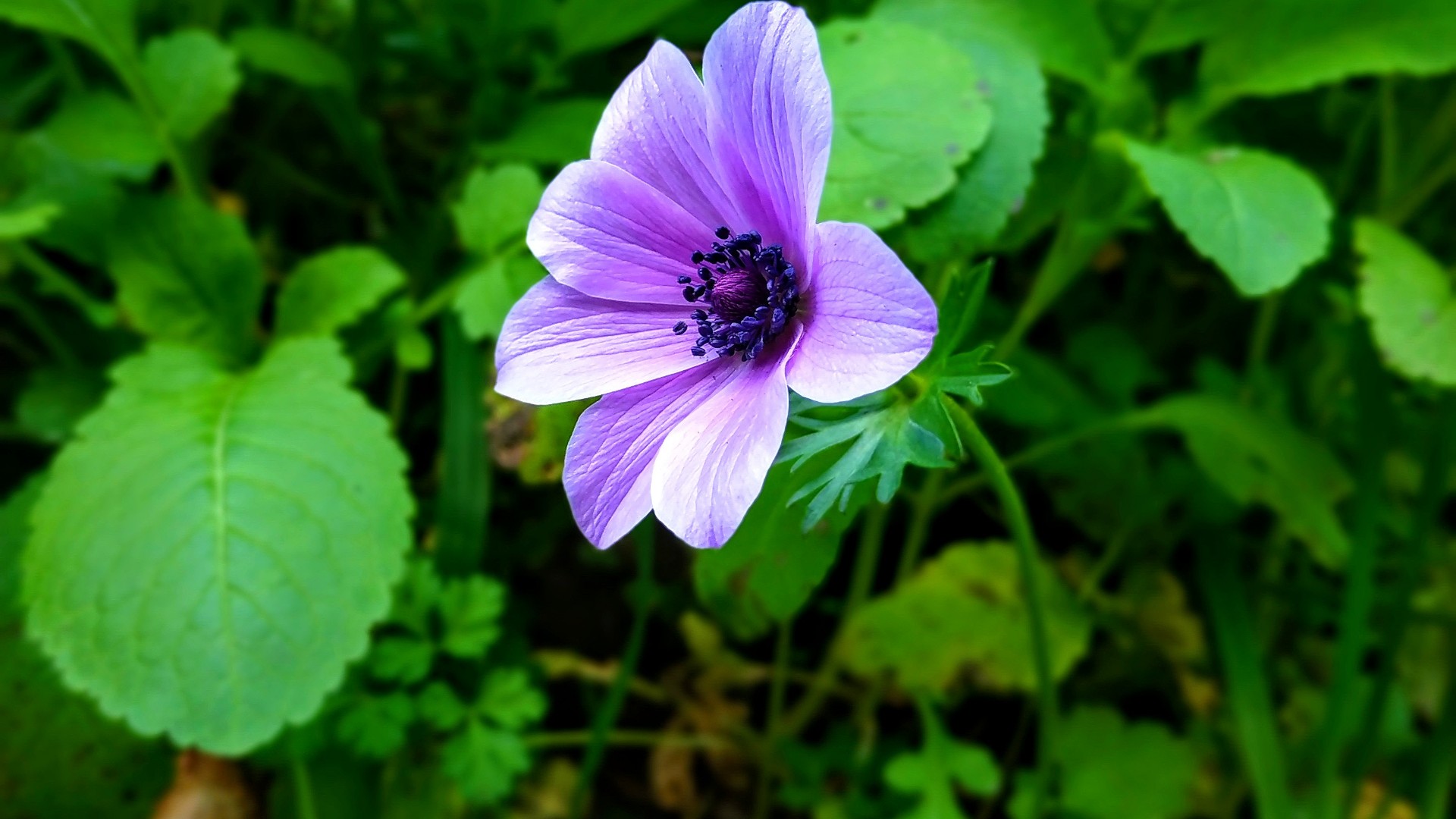 Handy-Wallpaper Blumen, Blume, Lila Blume, Erde/natur kostenlos herunterladen.