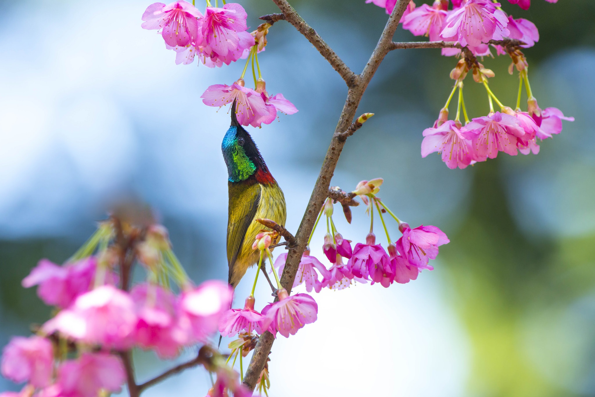 434392壁紙のダウンロード動物, サンバード, 鳥, 花, ピンクの花-スクリーンセーバーと写真を無料で
