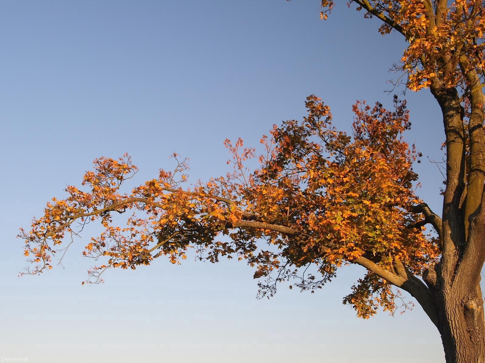 Скачать обои бесплатно Ствол, Дерево, Природа, Ветки, Листья, Осень картинка на рабочий стол ПК