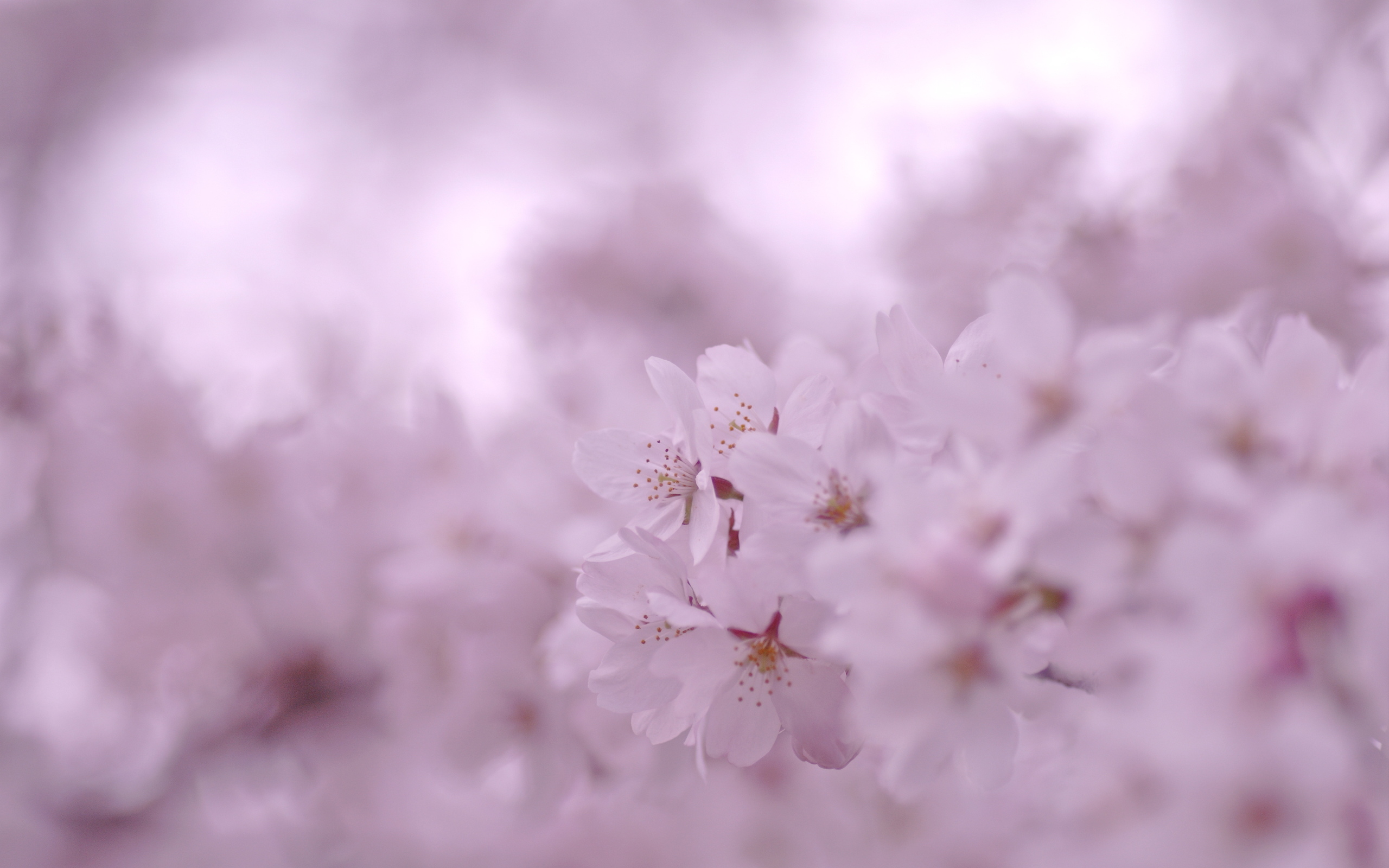 Free download wallpaper Flowers, Earth, Blossom on your PC desktop