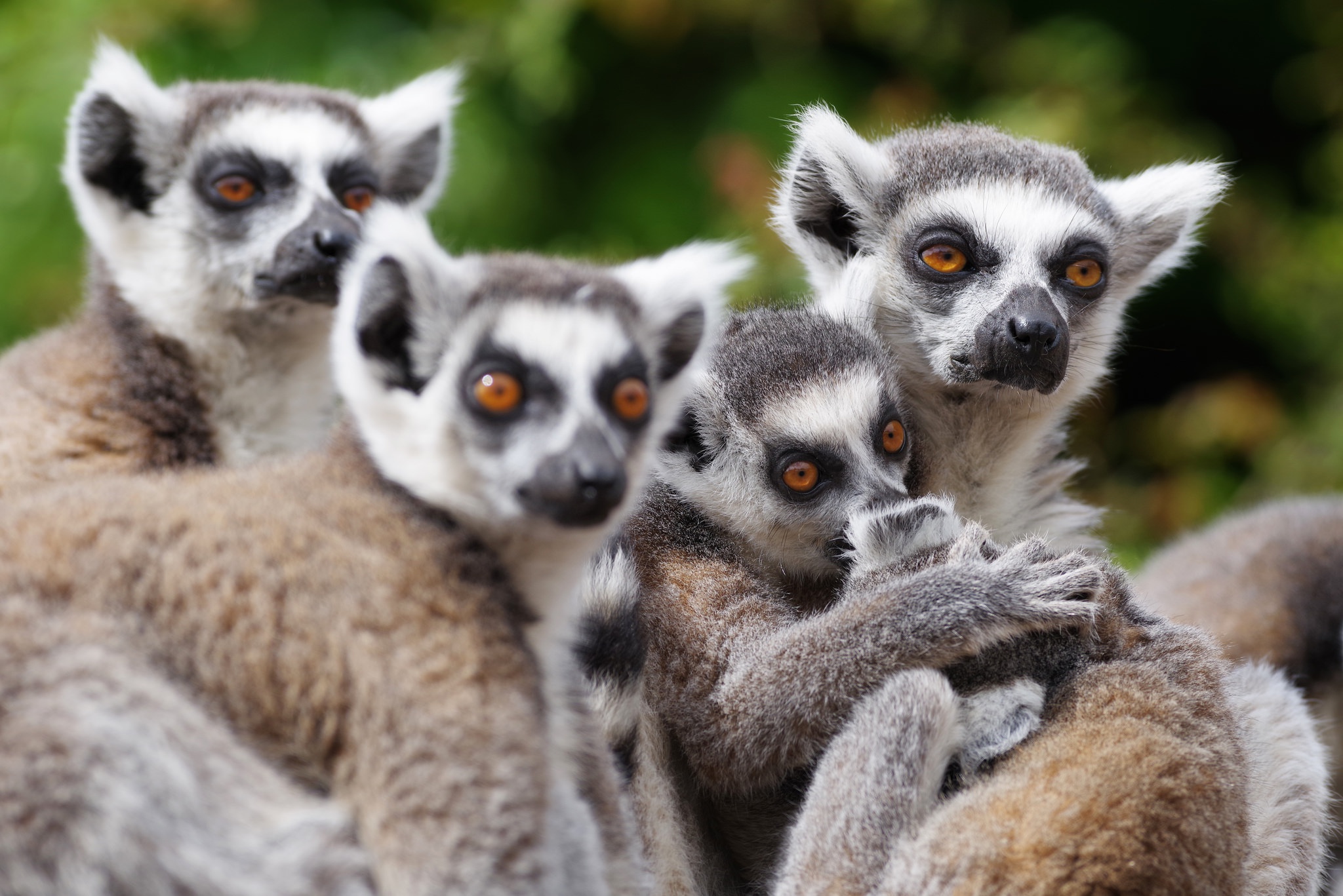 Free download wallpaper Lemur, Monkeys, Animal on your PC desktop