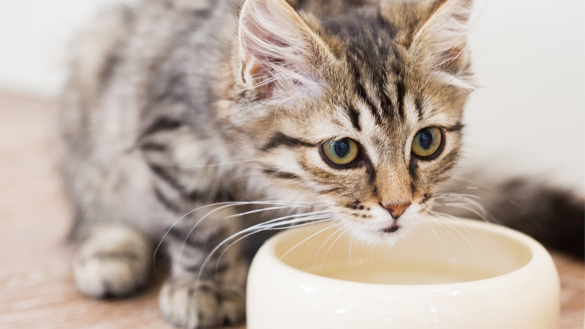 Téléchargez gratuitement l'image Animaux, Chats, Chat, Chaton, Bébé Animal sur le bureau de votre PC