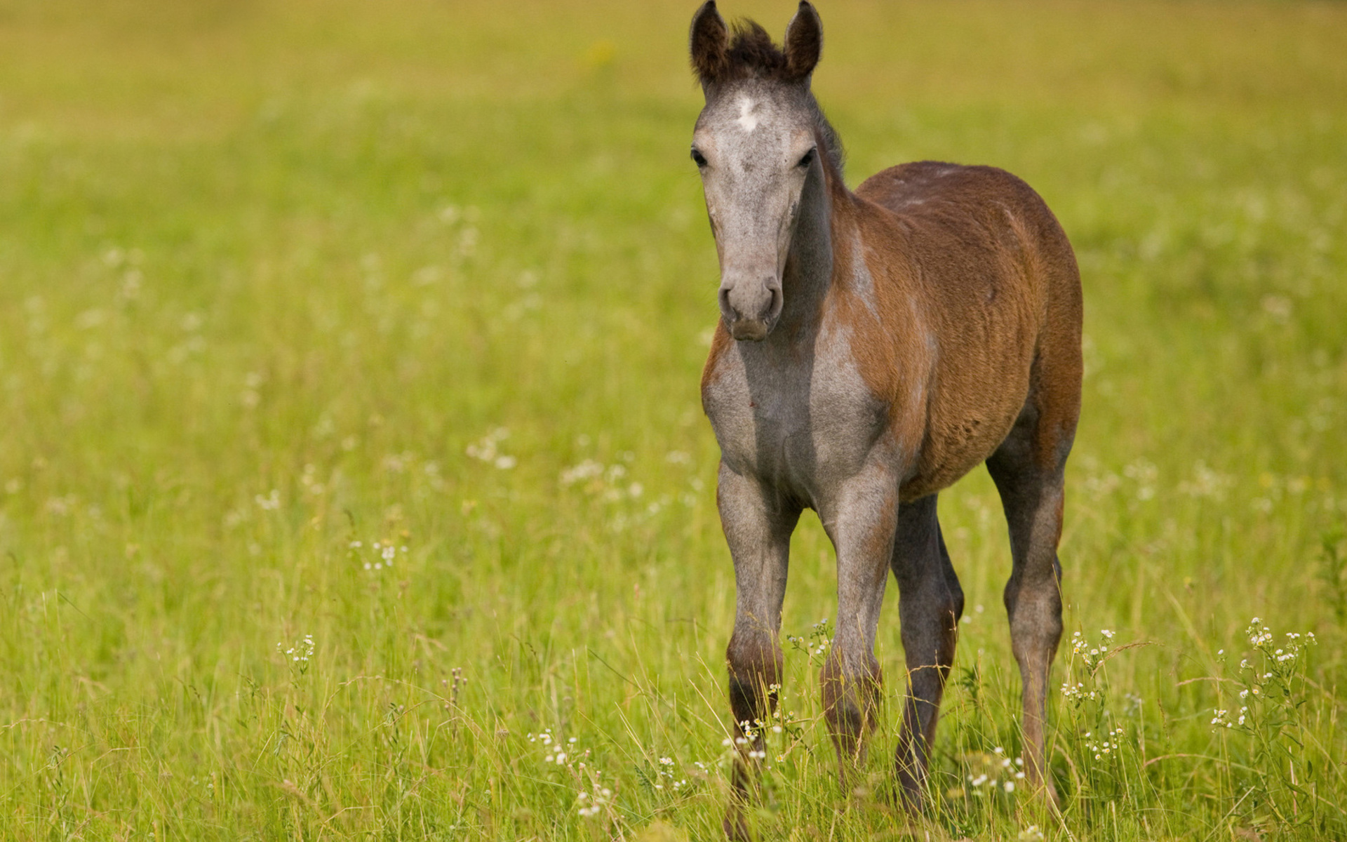 無料モバイル壁紙動物, 馬をダウンロードします。