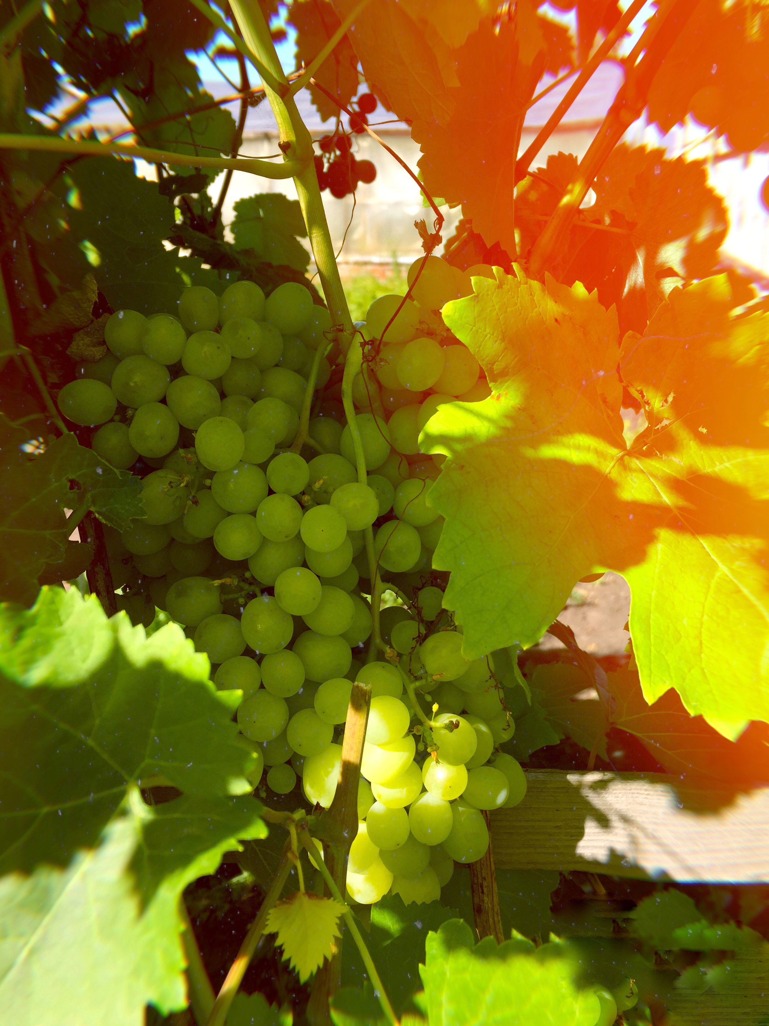 Free download wallpaper Food, Berries, Branches, Sunlight, Grapes on your PC desktop