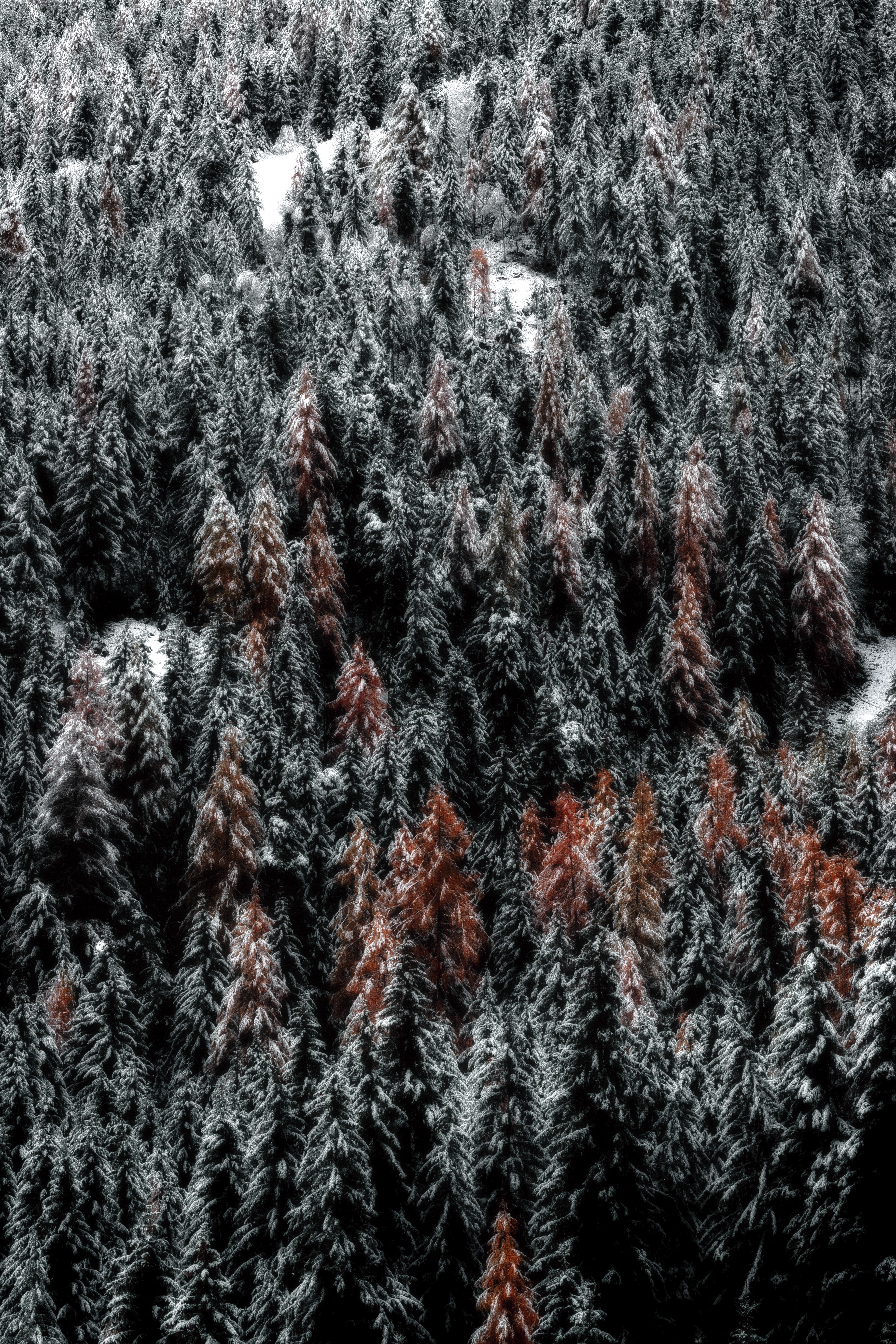 Download mobile wallpaper Nature, Trees, View From Above, Forest, Snow for free.