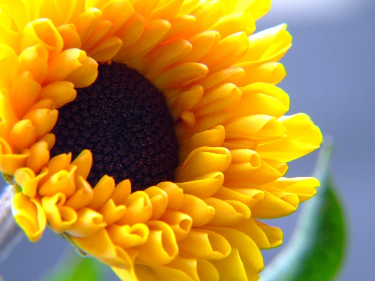 41753 Hintergrundbild herunterladen pflanzen, sonnenblumen - Bildschirmschoner und Bilder kostenlos
