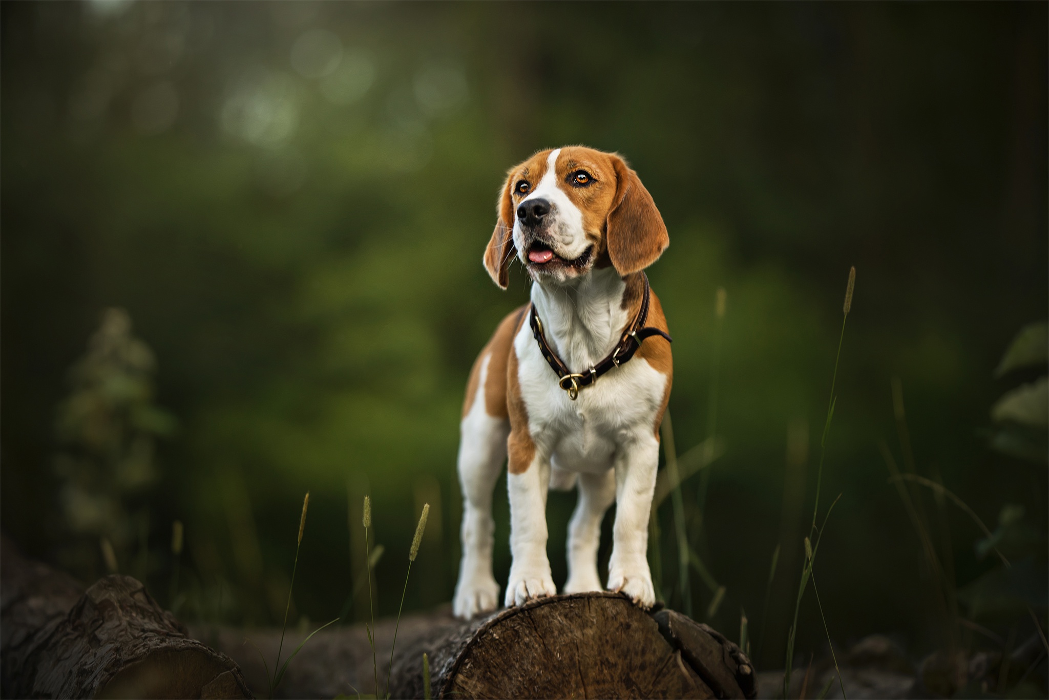 Descarga gratuita de fondo de pantalla para móvil de Animales, Perros, Perro, Beagle.