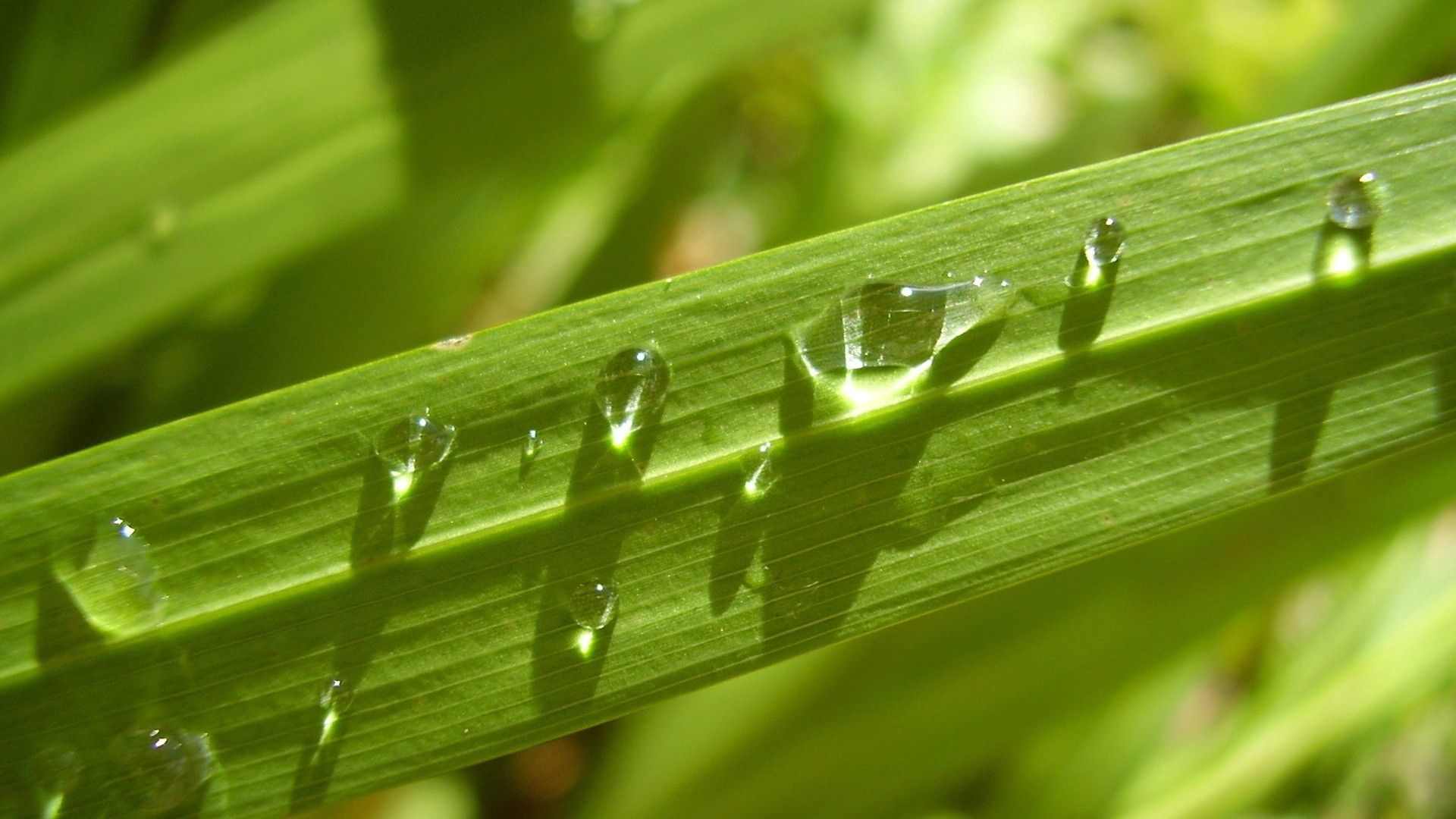 Download mobile wallpaper Grass, Dew, Leaves, Macro, Drops, Light Coloured, Light for free.