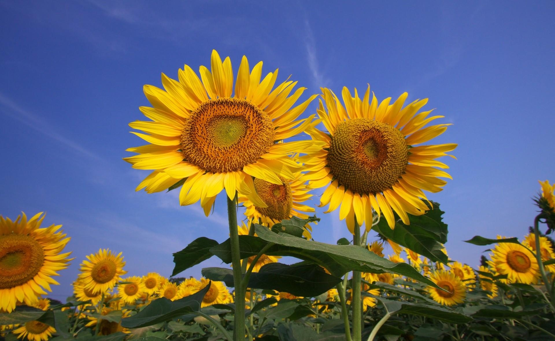 121094 завантажити картинку соняшники, квіти, небо, літо, поле, сонячно, сонячний - шпалери і заставки безкоштовно