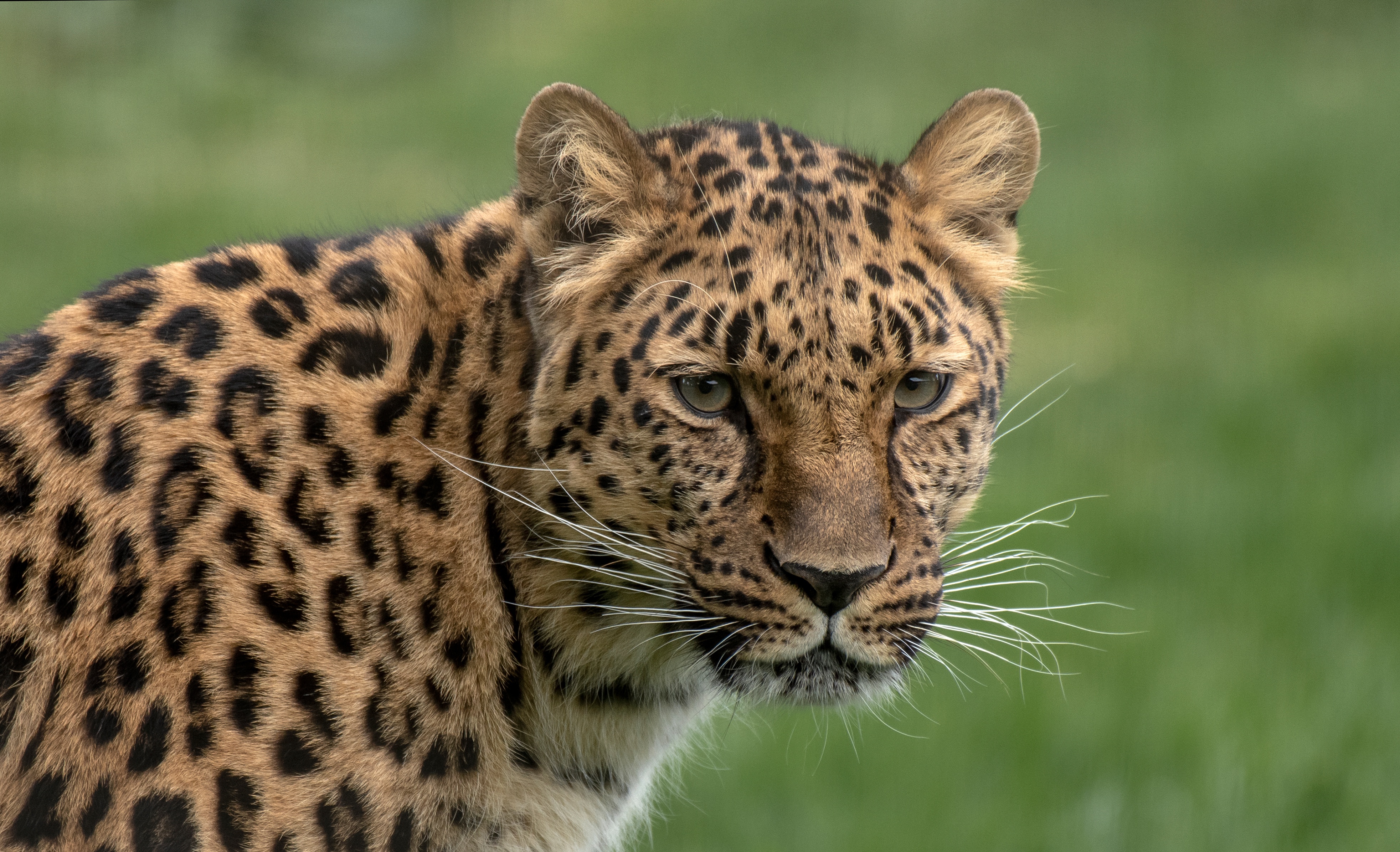 Laden Sie das Tiere, Katzen, Leopard-Bild kostenlos auf Ihren PC-Desktop herunter