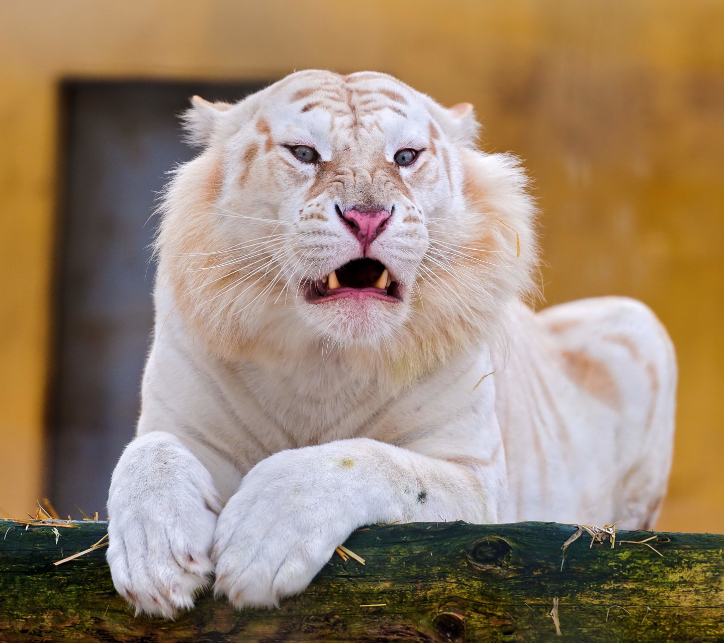 Скачать обои бесплатно Животные, Тигр, Белый Тигр, Кошки картинка на рабочий стол ПК