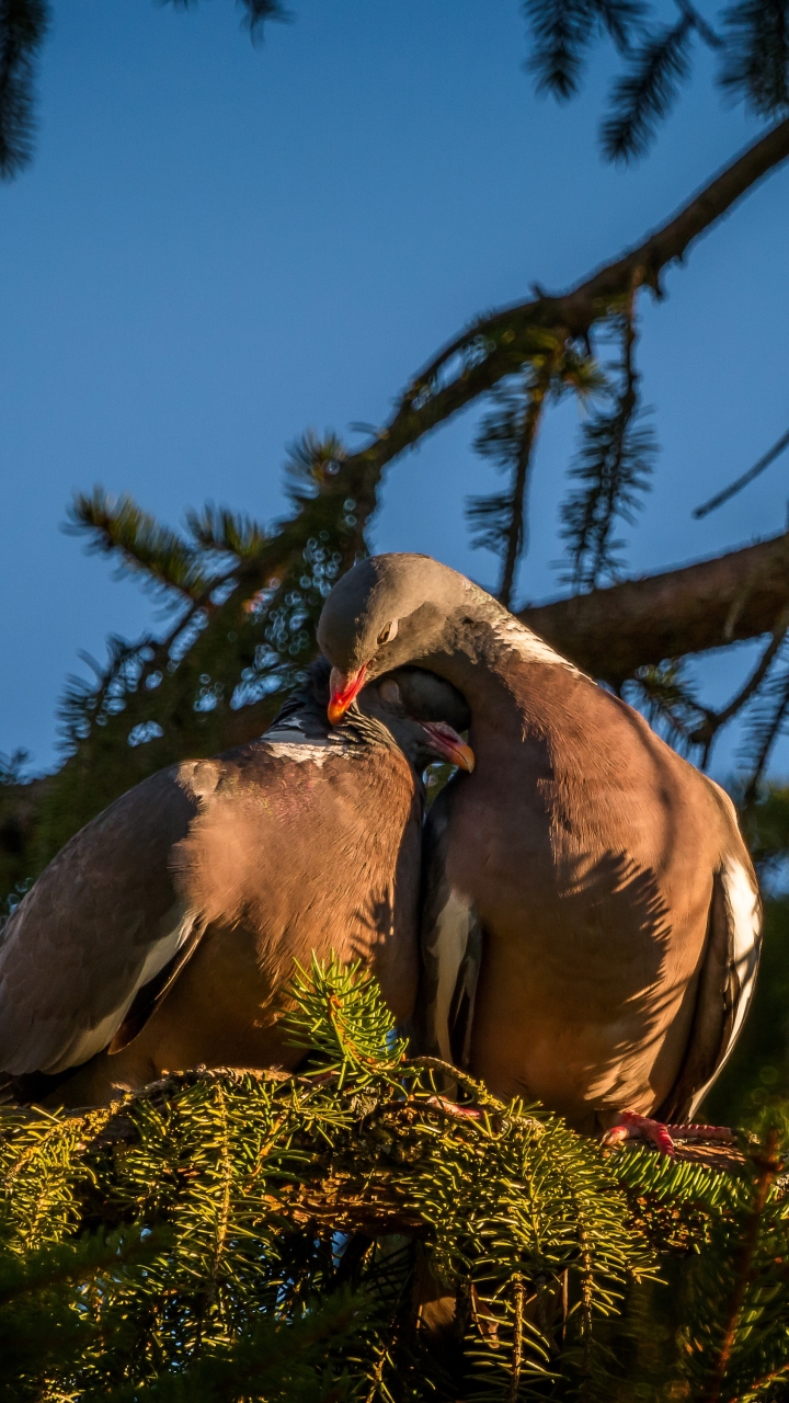 Téléchargez des papiers peints mobile Animaux, Amour, Oiseau, Des Oiseaux, Aimer gratuitement.