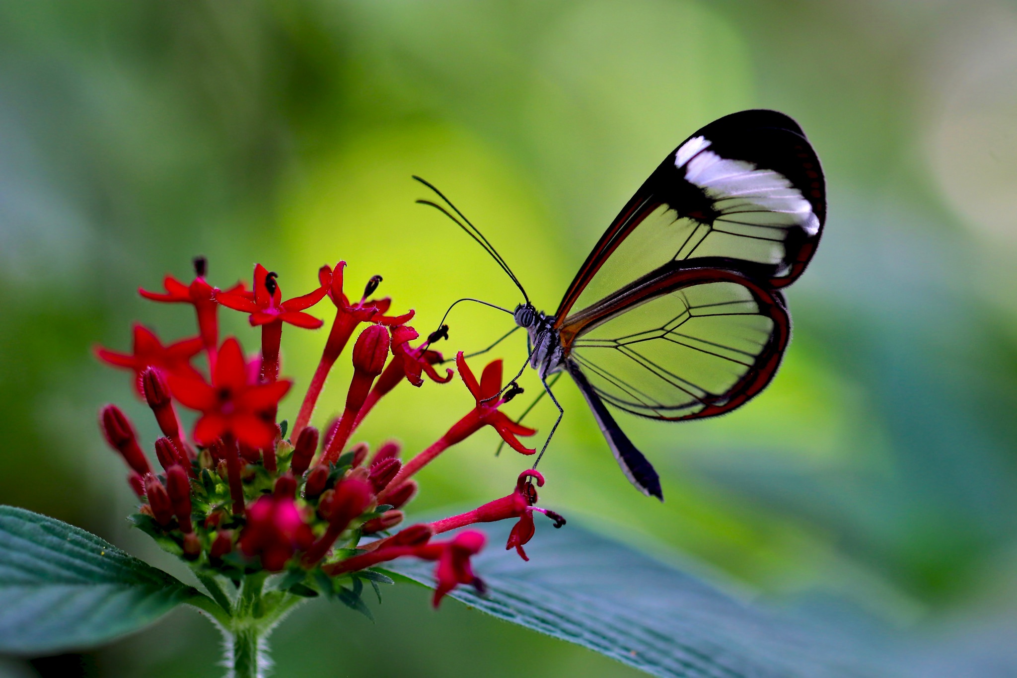 Handy-Wallpaper Tiere, Schmetterlinge, Blume, Makro, Insekt kostenlos herunterladen.