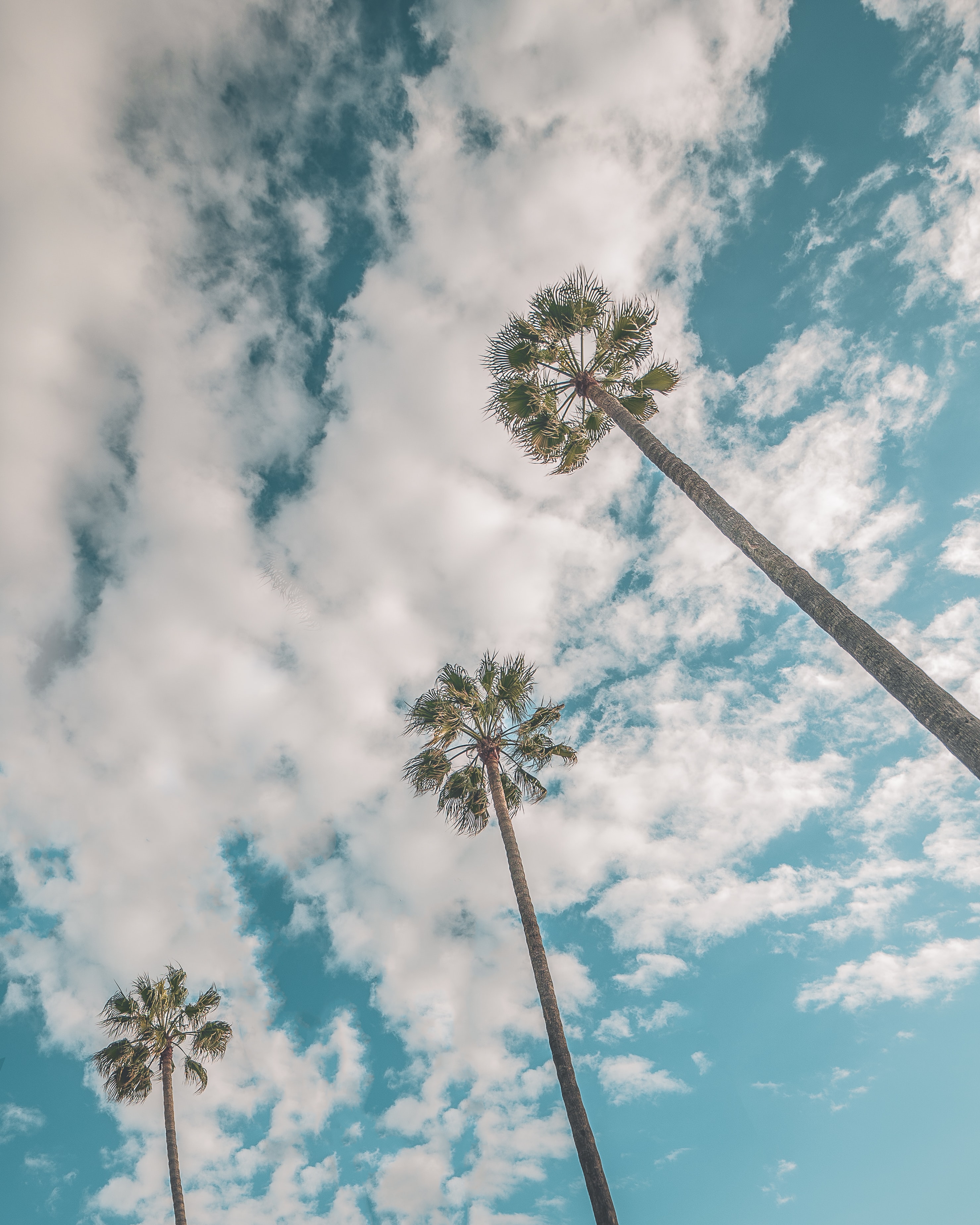 Download mobile wallpaper Sky, Clouds, Bottom View, Nature, Palms for free.