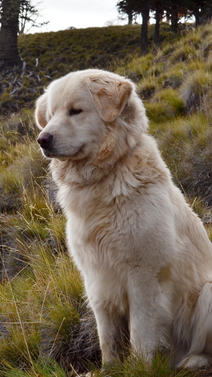 Handy-Wallpaper Hunde, Hund, Tiere kostenlos herunterladen.