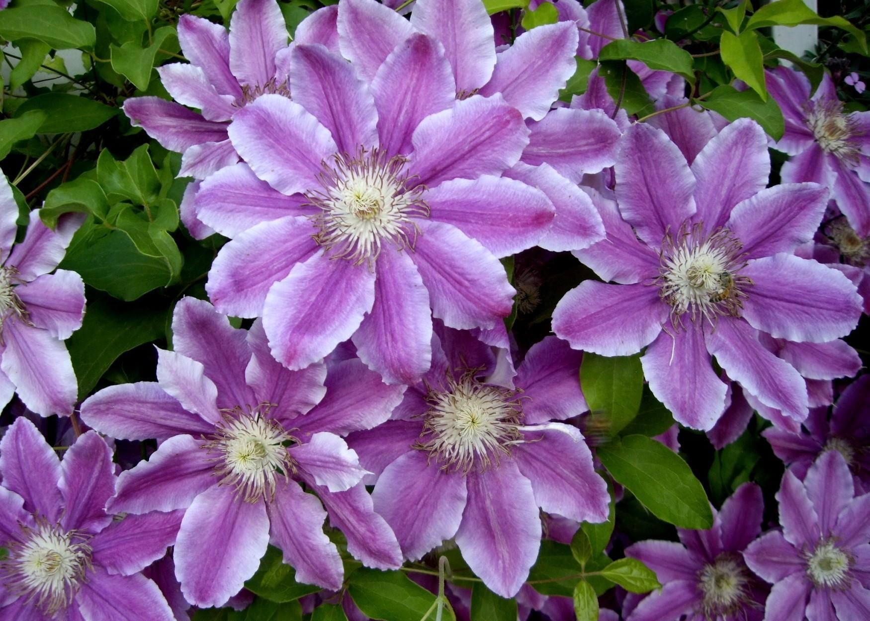close up, earth, clematis, flower, nature, purple flower, flowers