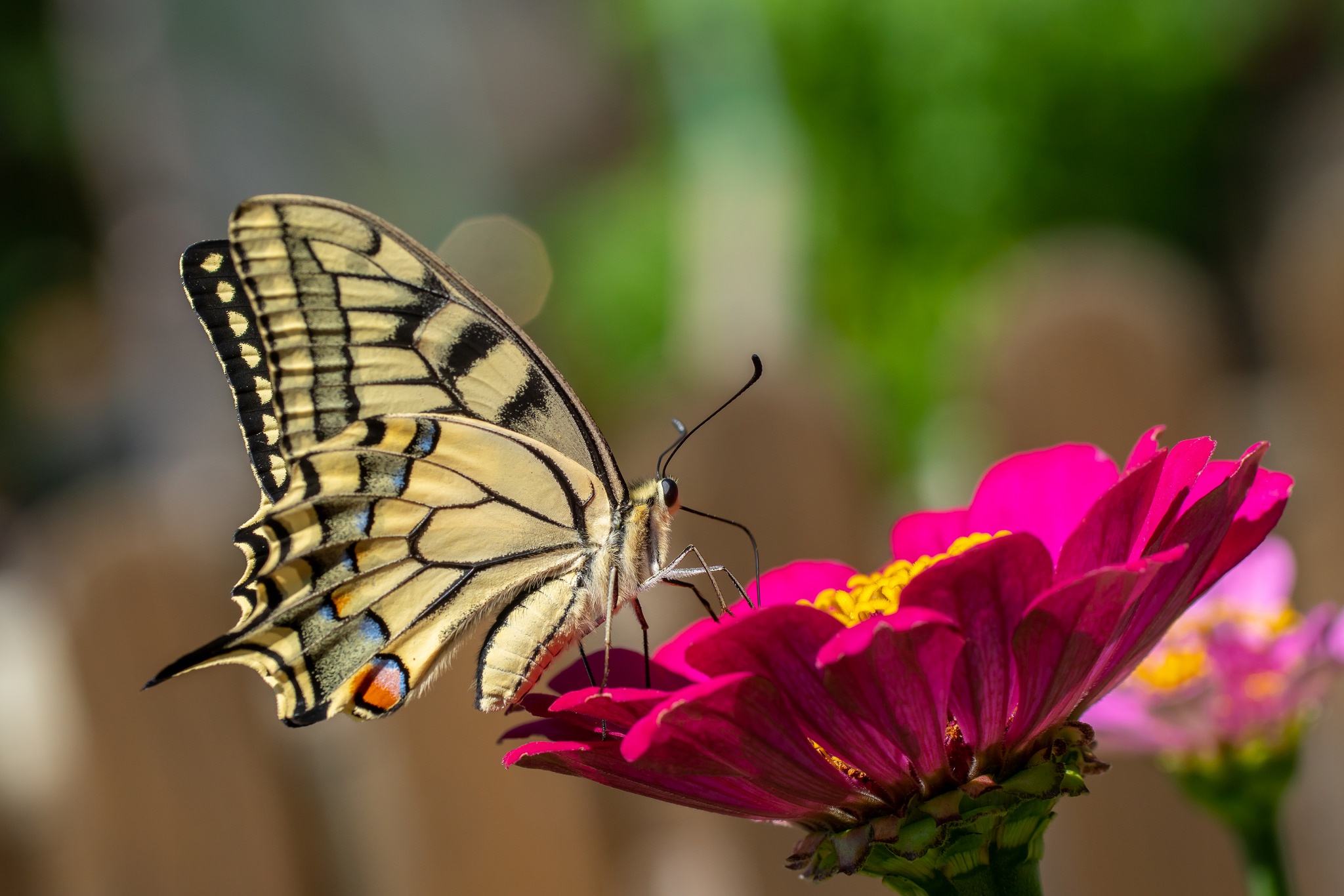 946056 télécharger l'image animaux, papillon, fleur, insecte, macro, machaon - fonds d'écran et économiseurs d'écran gratuits