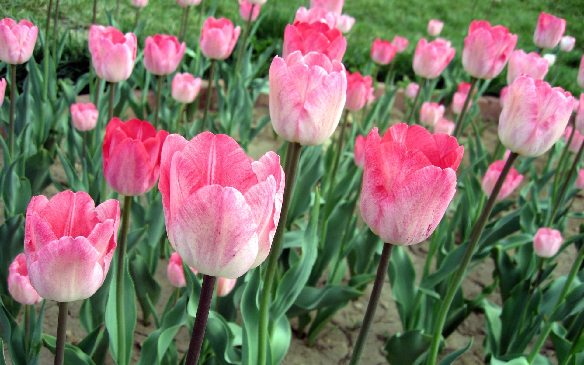 78304 скачать обои тюльпаны, клумба, цветы, зелень, розовые - заставки и картинки бесплатно
