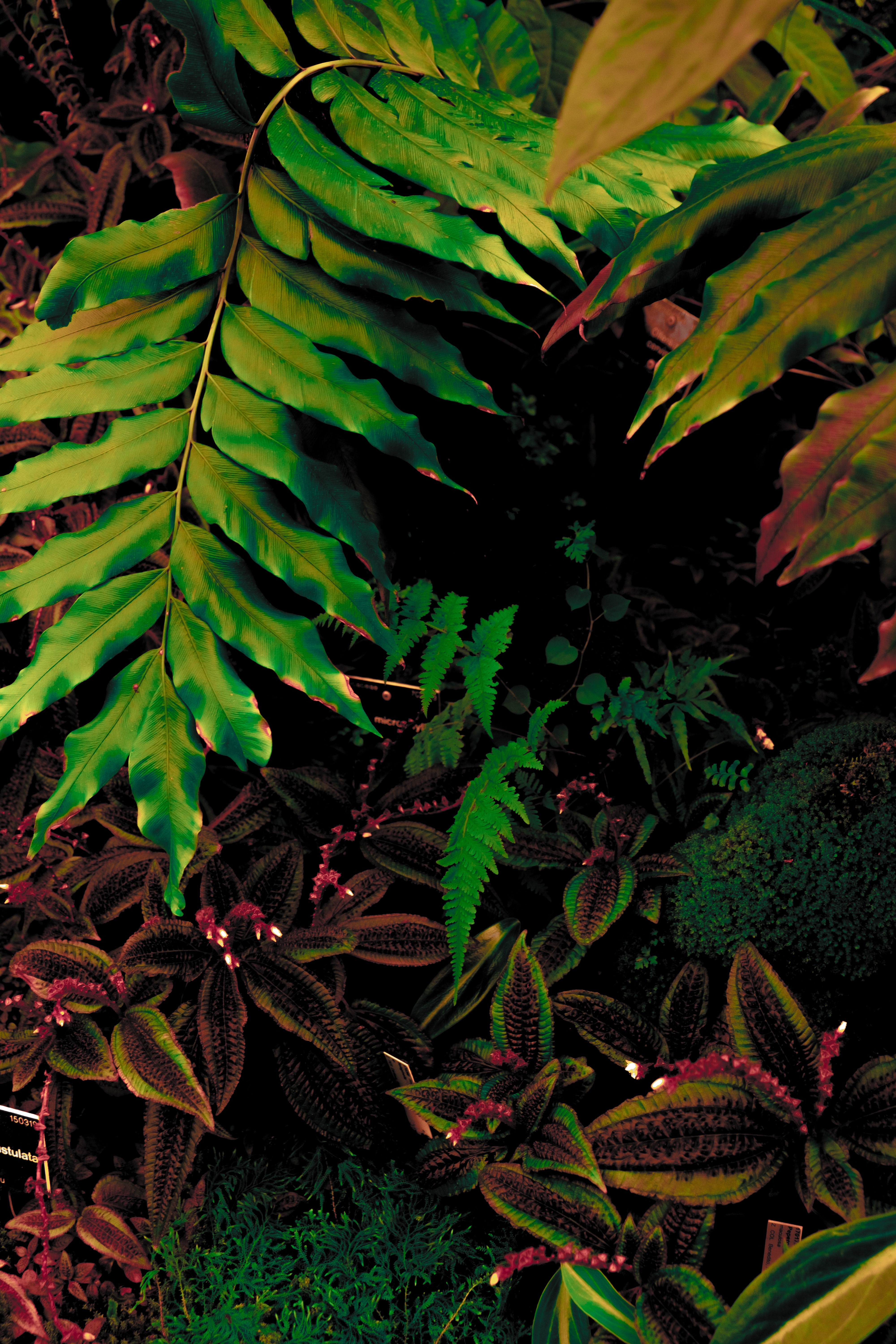 Free download wallpaper Vegetation, Nature, Leaves, Plant on your PC desktop