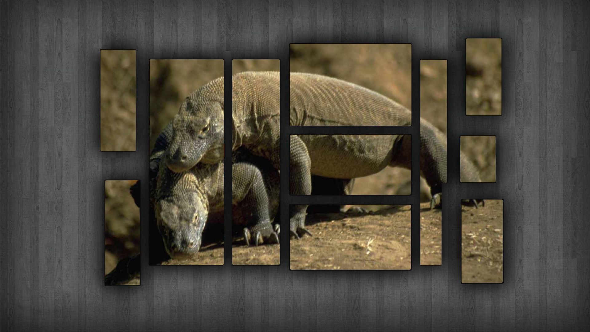 Descarga gratuita de fondo de pantalla para móvil de Animales, Lagarto, Reptiles.