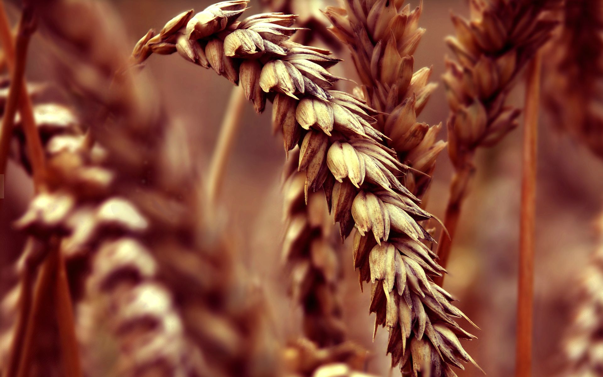 Free download wallpaper Wheat, Earth on your PC desktop