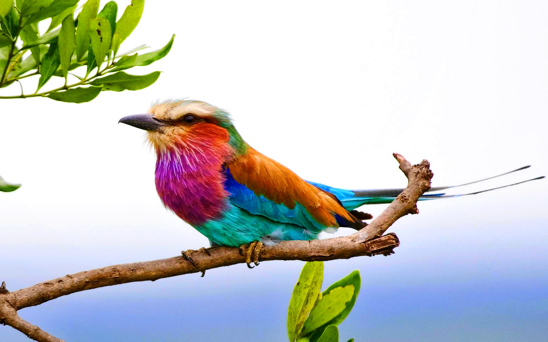 Téléchargez des papiers peints mobile Animaux, Oiseau, Branche, Coloré, Des Oiseaux, Rouleau À Poitrine Lilas gratuitement.
