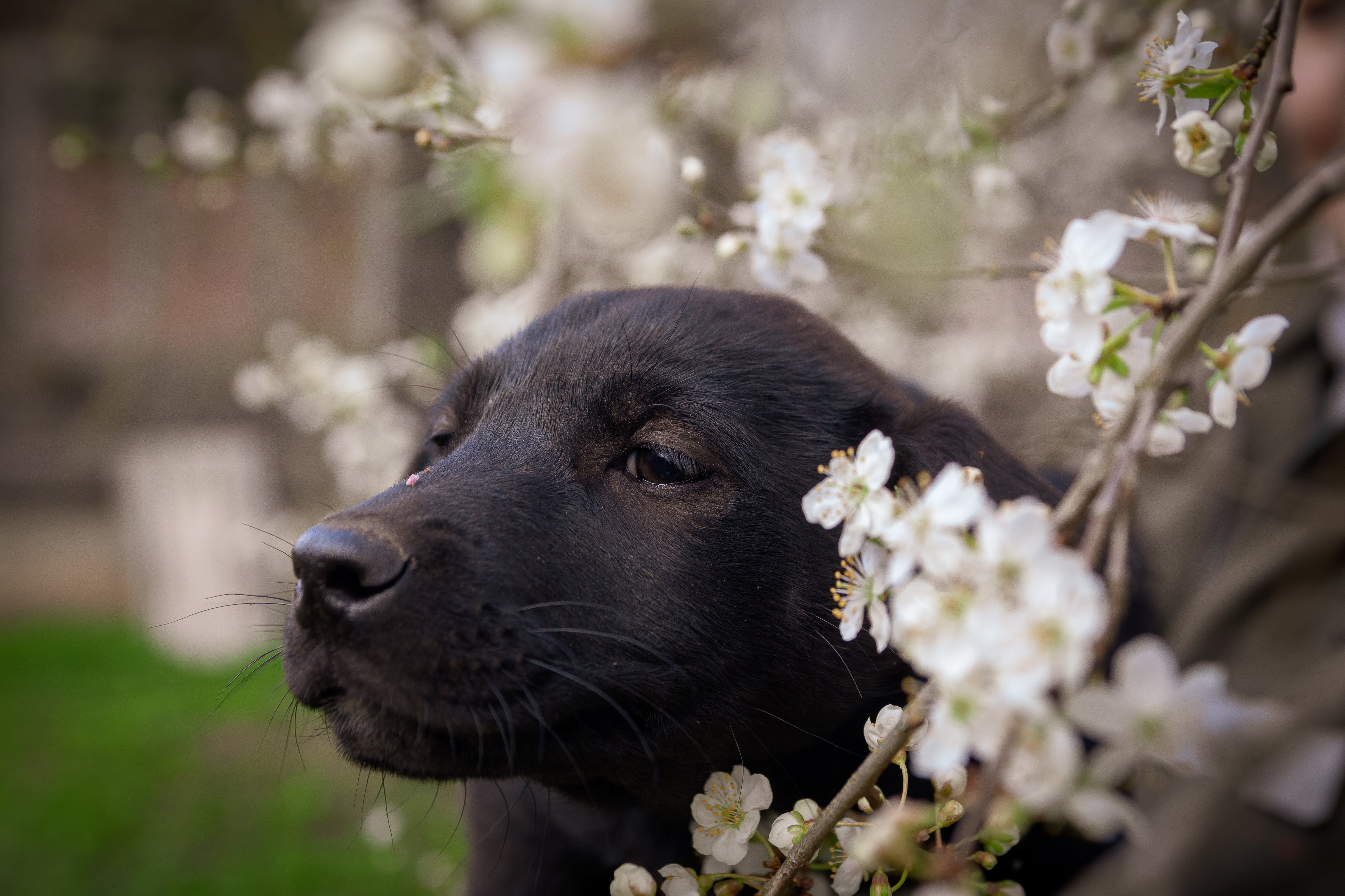 Download mobile wallpaper Dogs, Dog, Branch, Animal, Puppy, Spring for free.