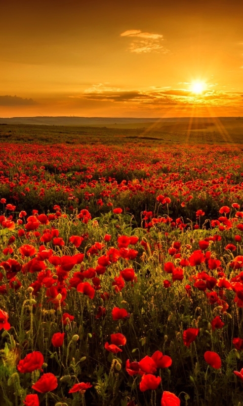 Download mobile wallpaper Landscape, Flowers, Sun, Flower, Earth, Field, Poppy, Sunbeam, Red Flower, Sunbean for free.