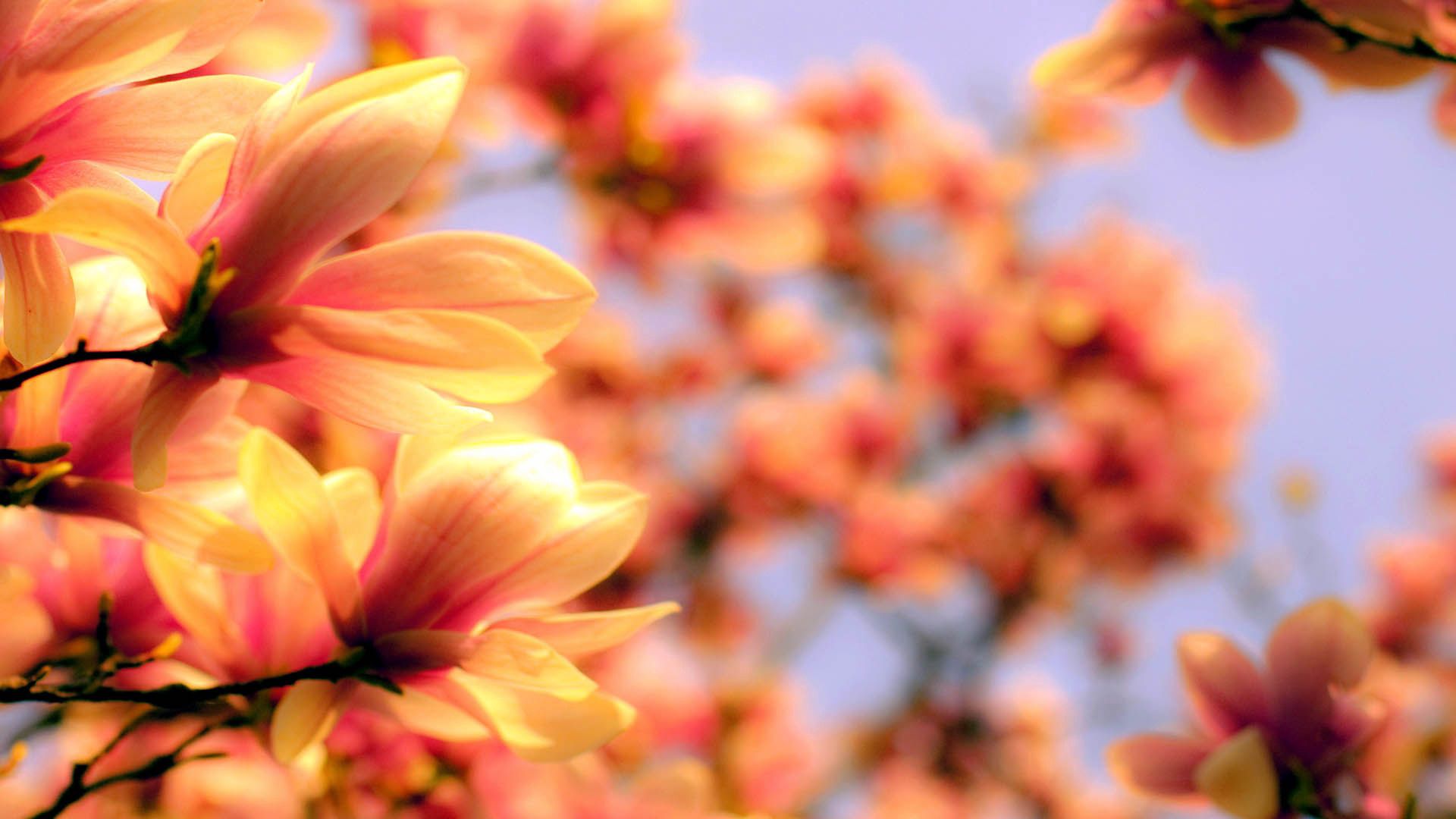 Laden Sie das Blumen, Blütenblätter, Pflanze, Hintergrund-Bild kostenlos auf Ihren PC-Desktop herunter