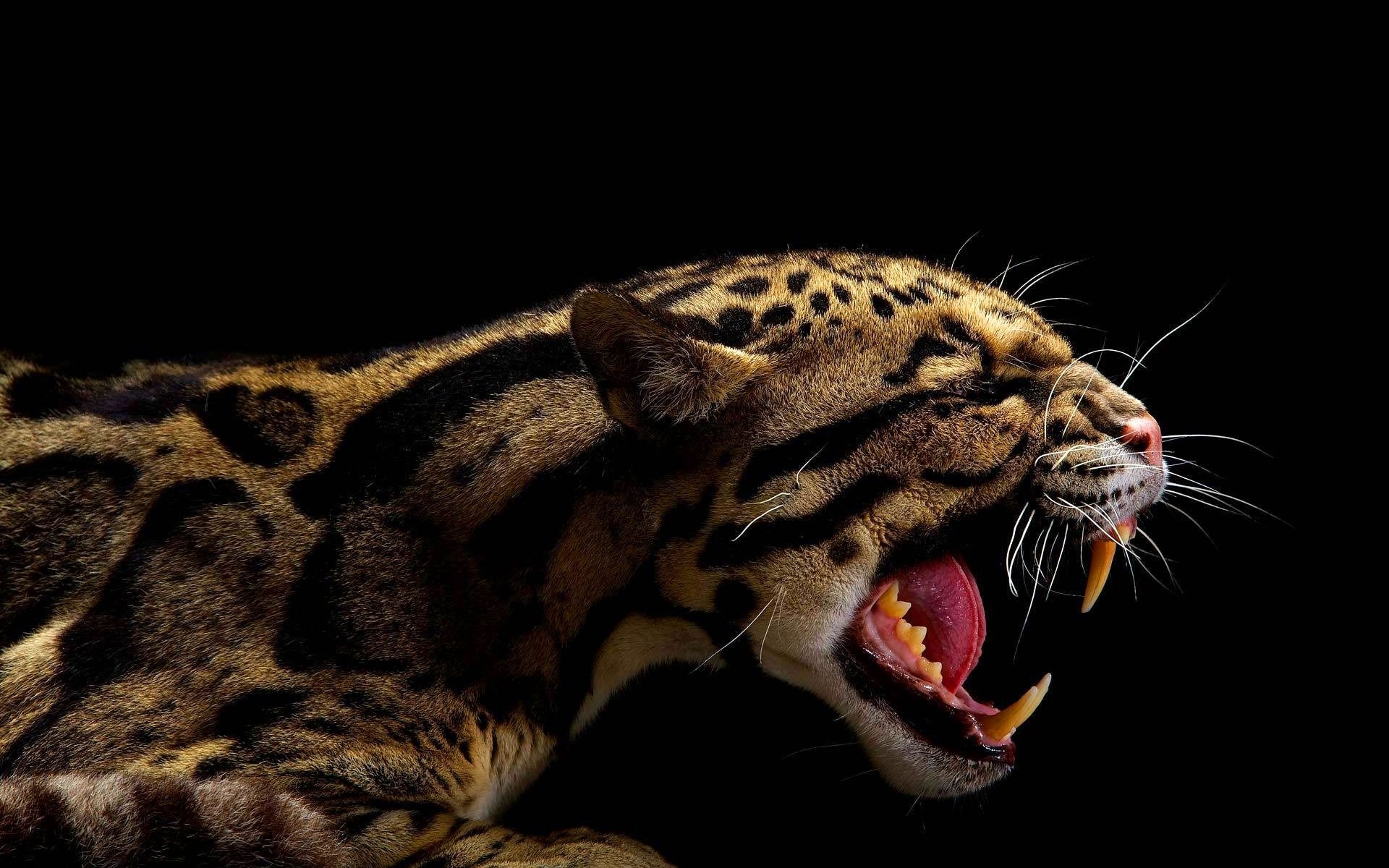 45114 baixar papel de parede animais, leopards, preto - protetores de tela e imagens gratuitamente