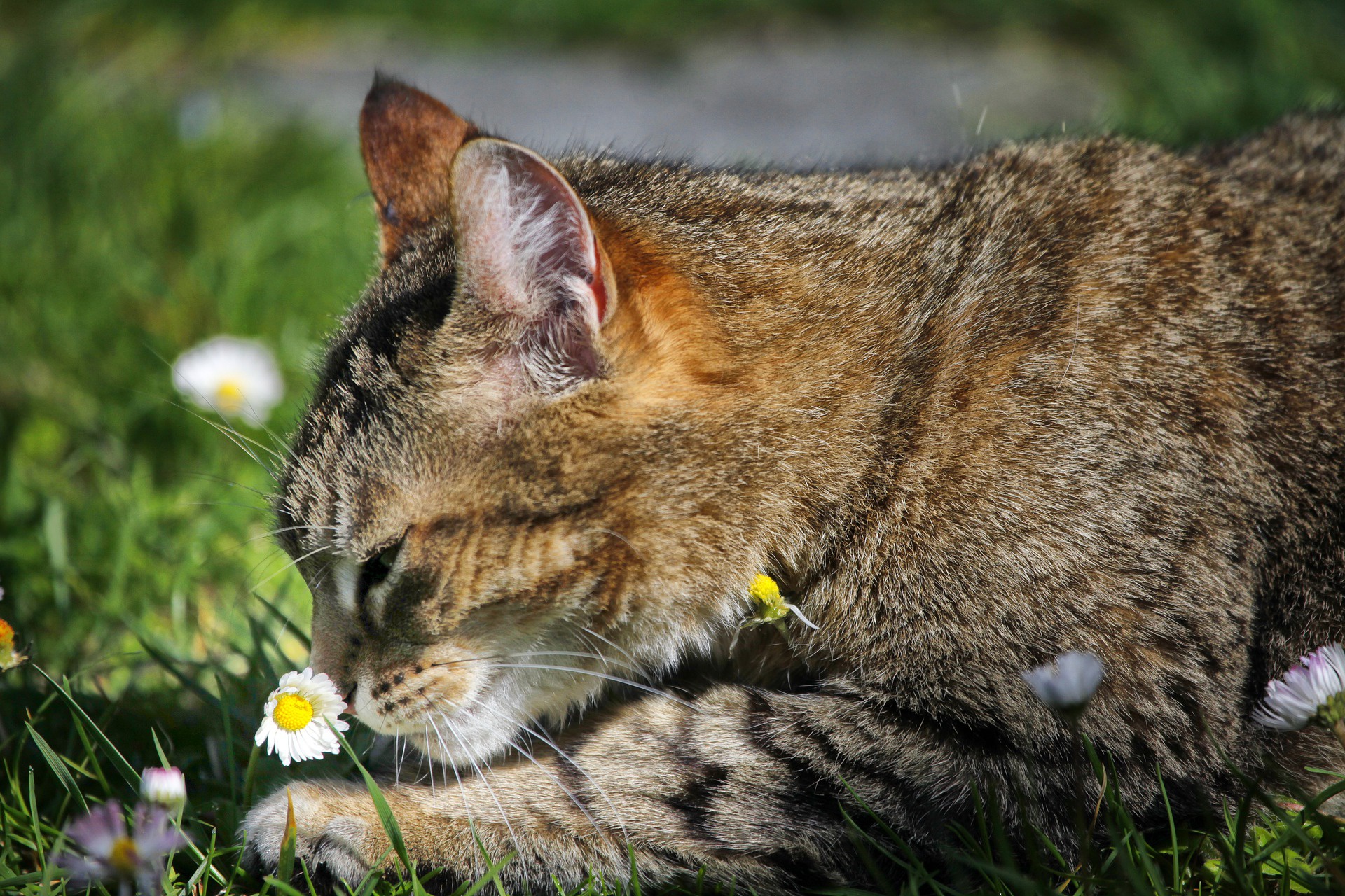 Descarga gratuita de fondo de pantalla para móvil de Animales, Gatos, Gato.