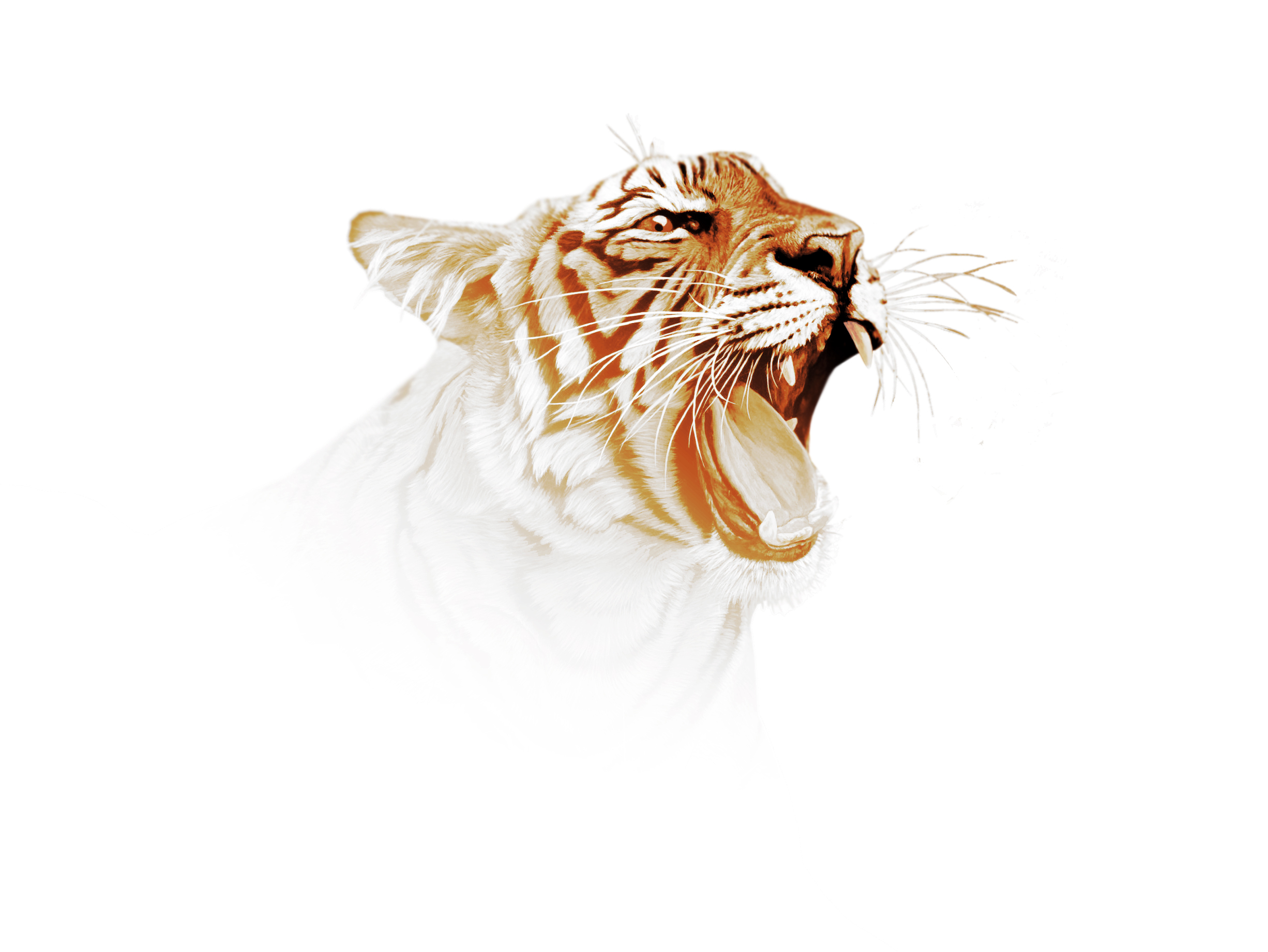 Download mobile wallpaper Cats, Animal, Tiger for free.