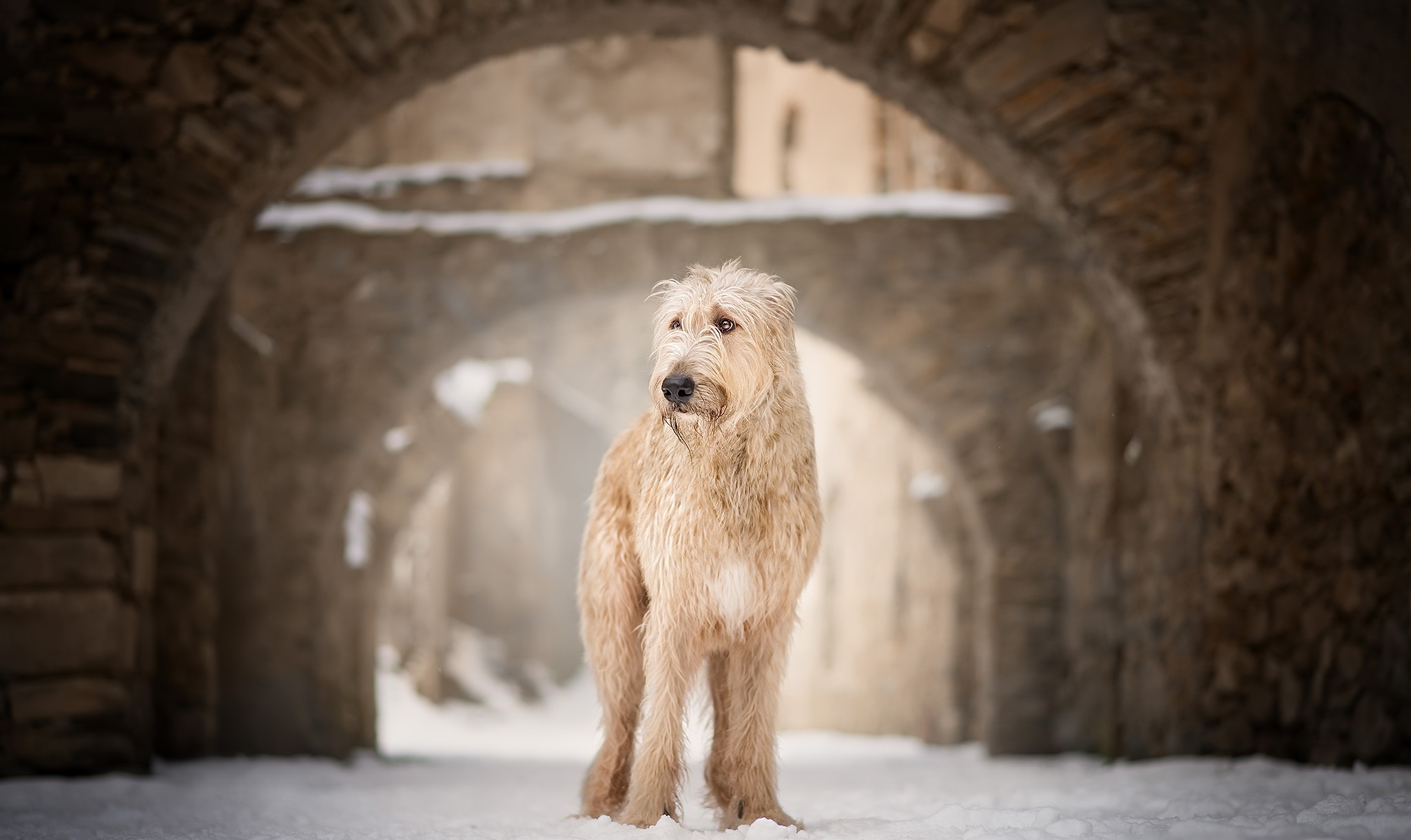 Laden Sie das Tiere, Winter, Hunde, Hund, Tiefenschärfe, Weichbeschichteter Wheaten Terrier-Bild kostenlos auf Ihren PC-Desktop herunter