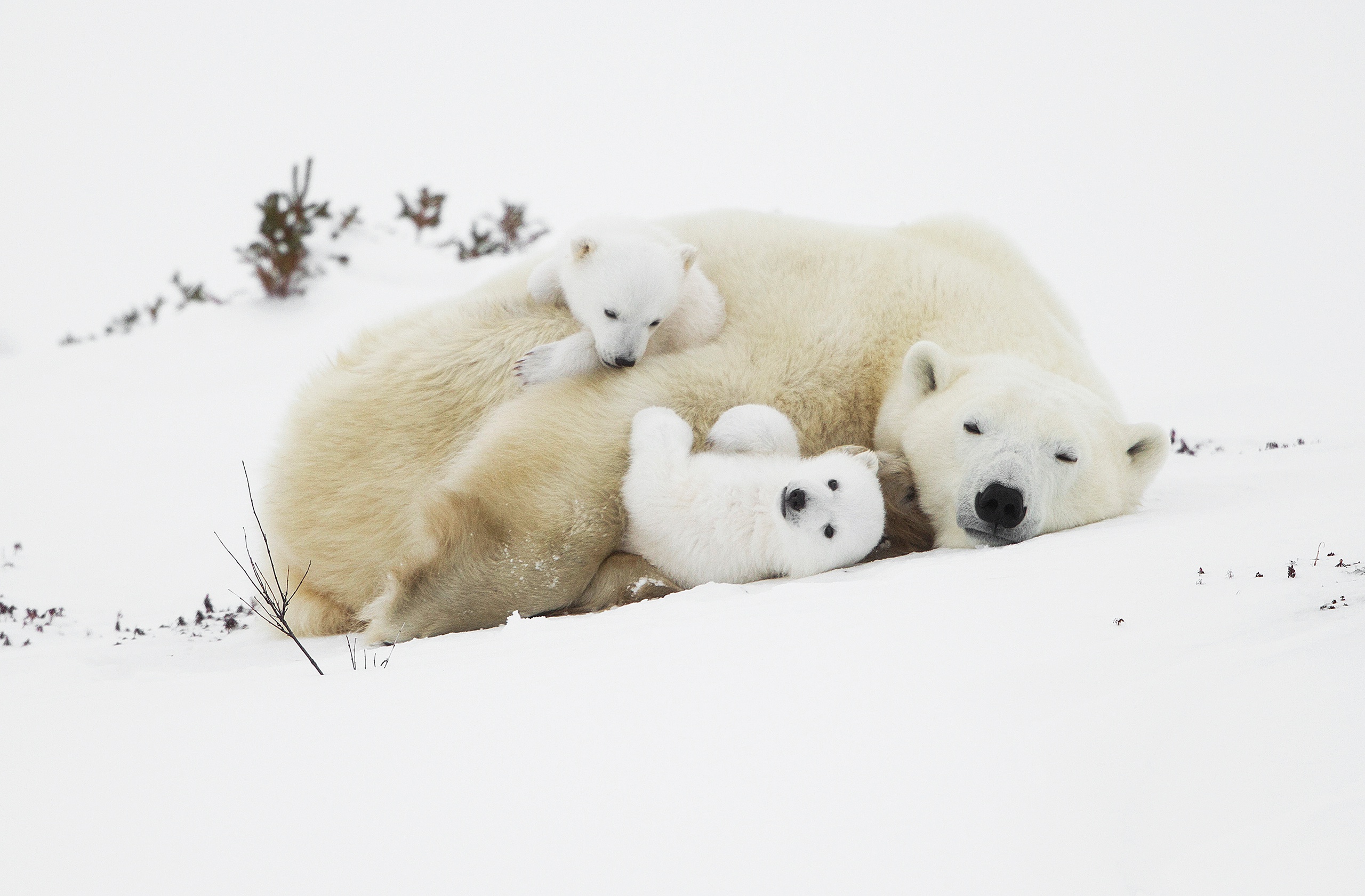 Скачать картинку Животные, Снег, Медведи, Белый, Детеныш, Полярный Медведь, Спать, Детеныш Животного в телефон бесплатно.